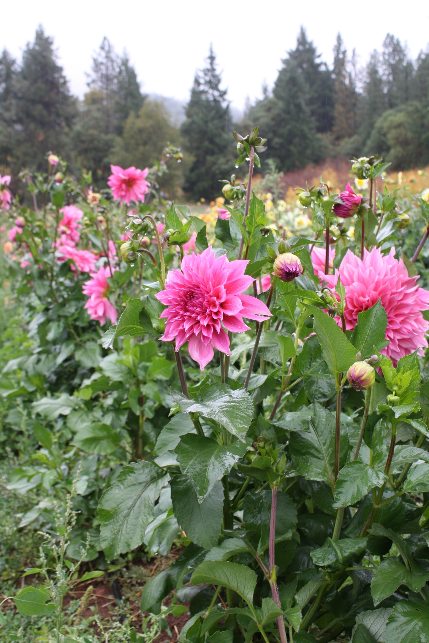 Cafe au Lait Rose Dahlia Tuber