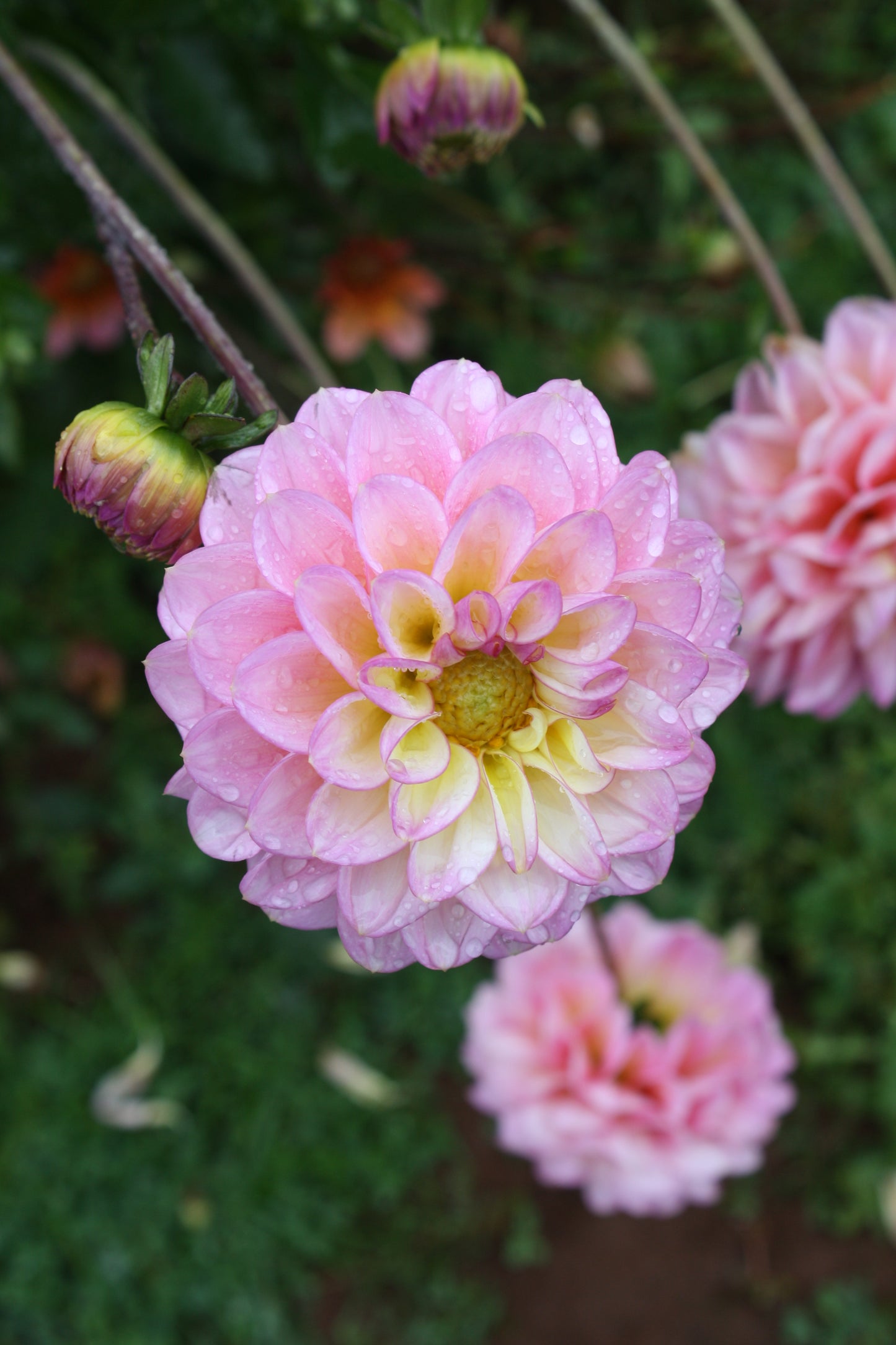 Foxy Lady Dahlia Tuber