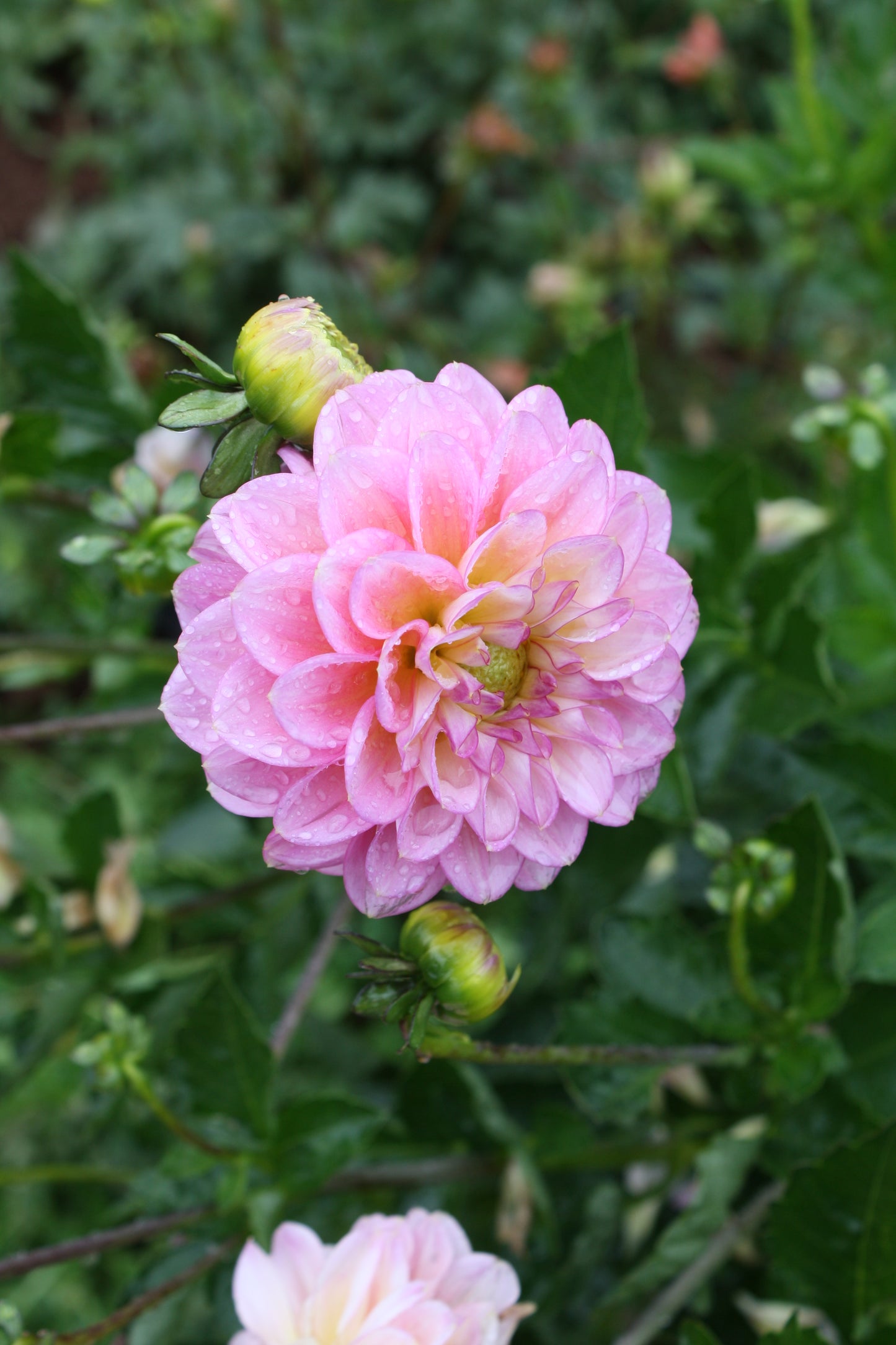 Foxy Lady Dahlia Tuber