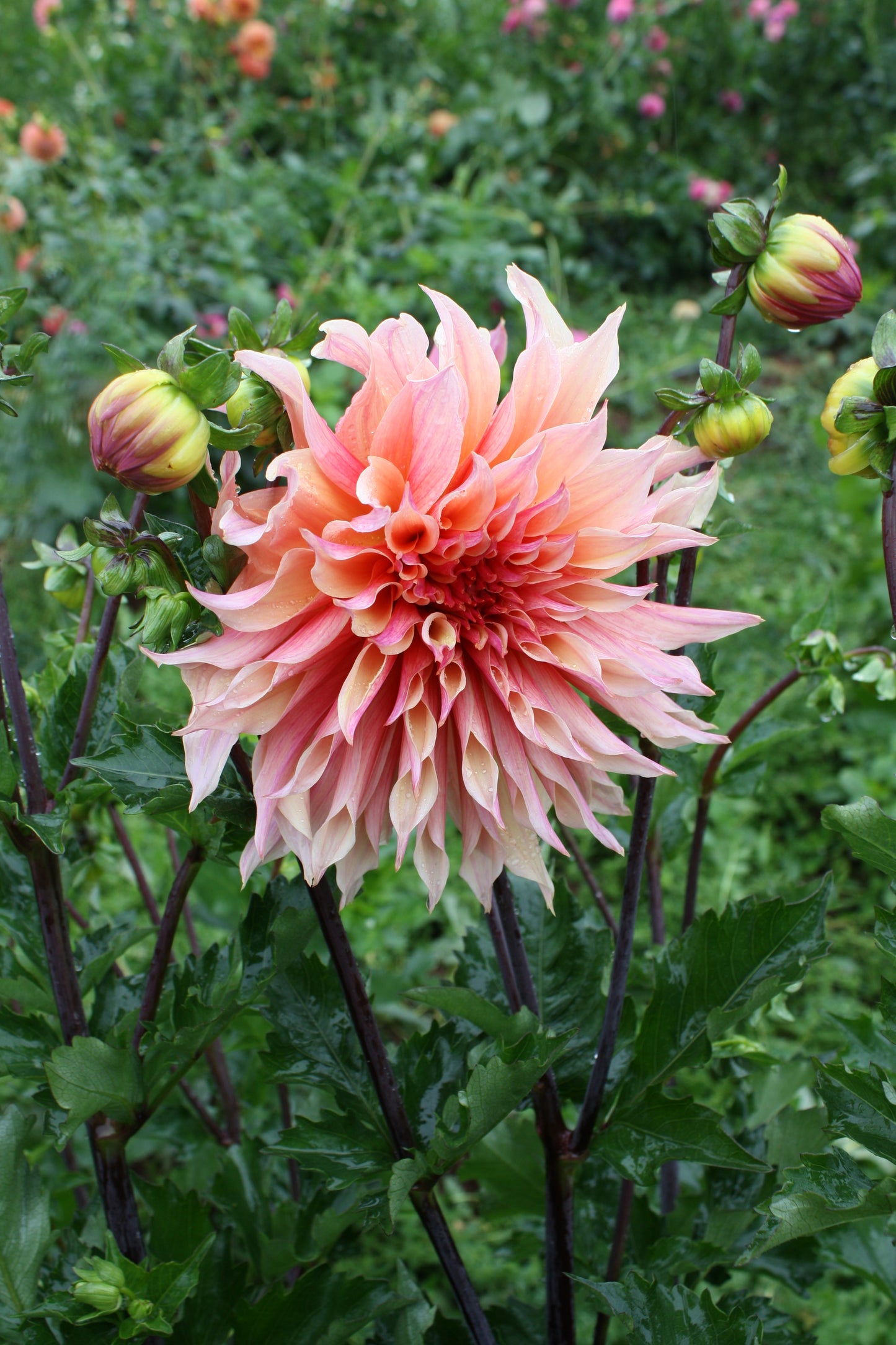 Labyrinth Dahlia Tuber