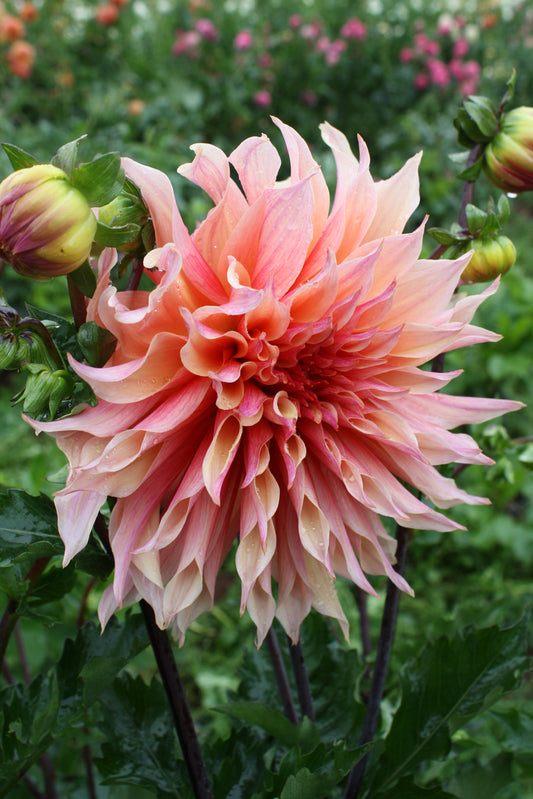 Labyrinth Dahlia Tuber
