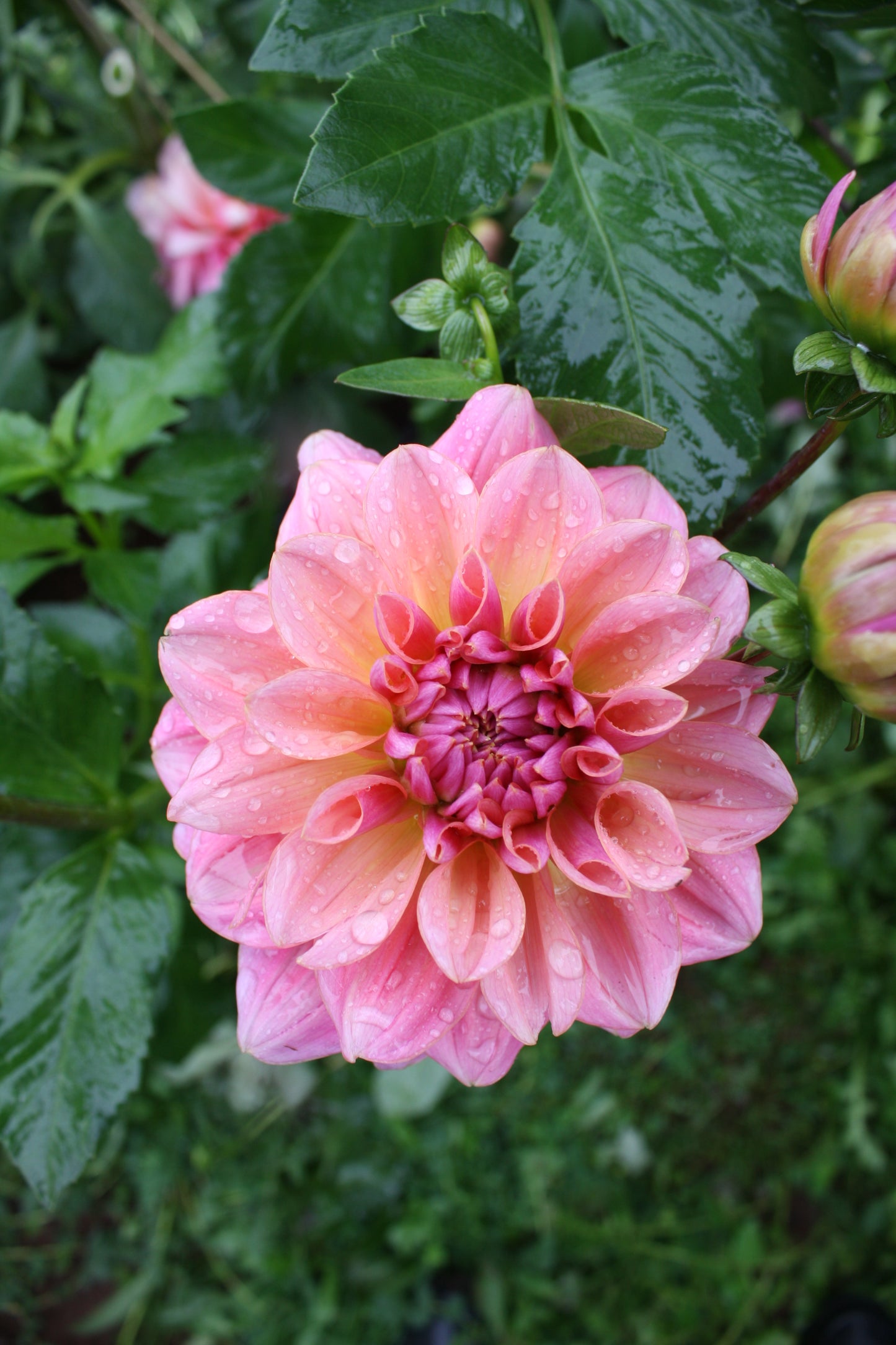 Southern Belle Dahlia Tuber