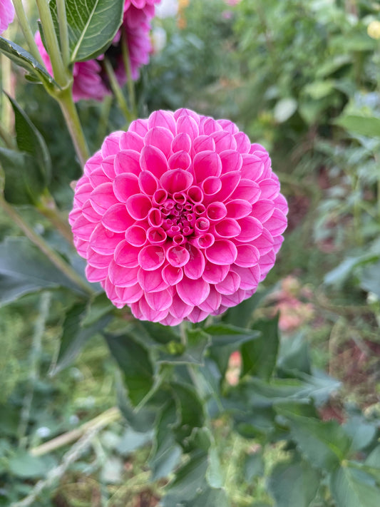 Rebecca Lynn Dahlia Tuber