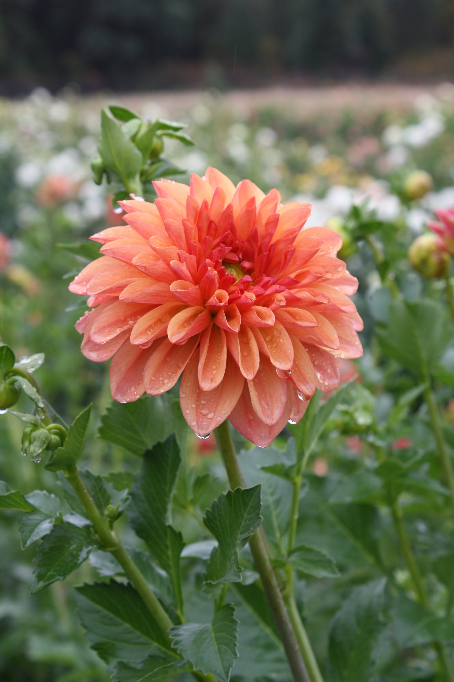 RobAnn Butterscotch Dahlia Tuber
