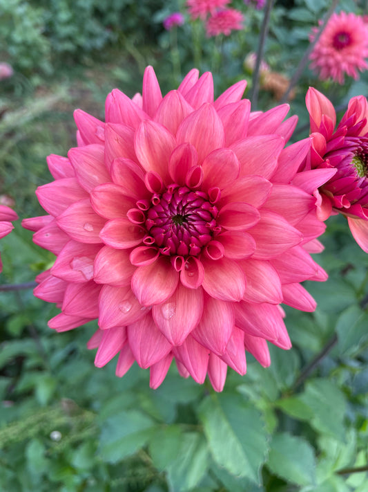 Cheers Dahlia Tuber