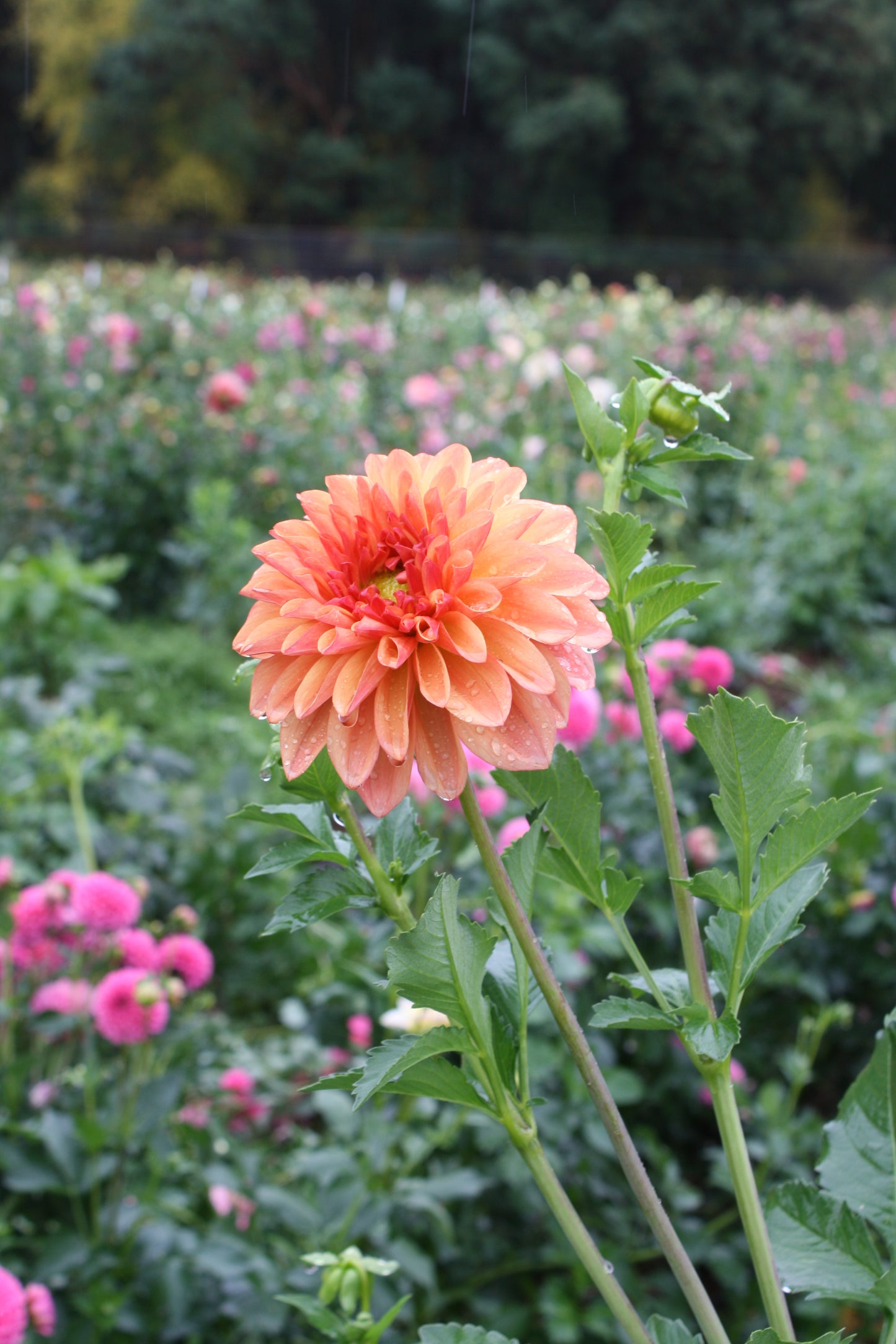 RobAnn Butterscotch Dahlia Tuber
