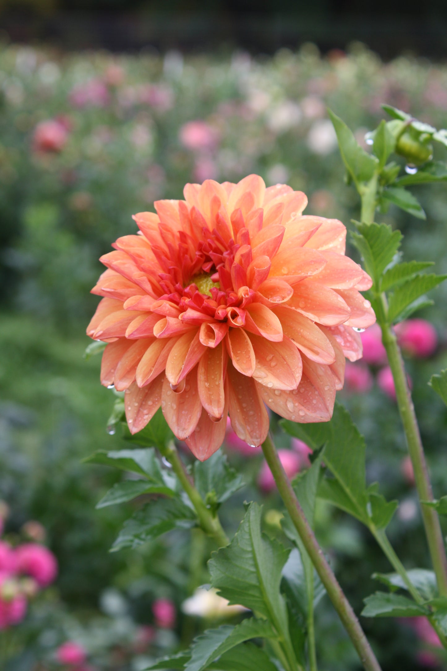 RobAnn Butterscotch Dahlia Tuber