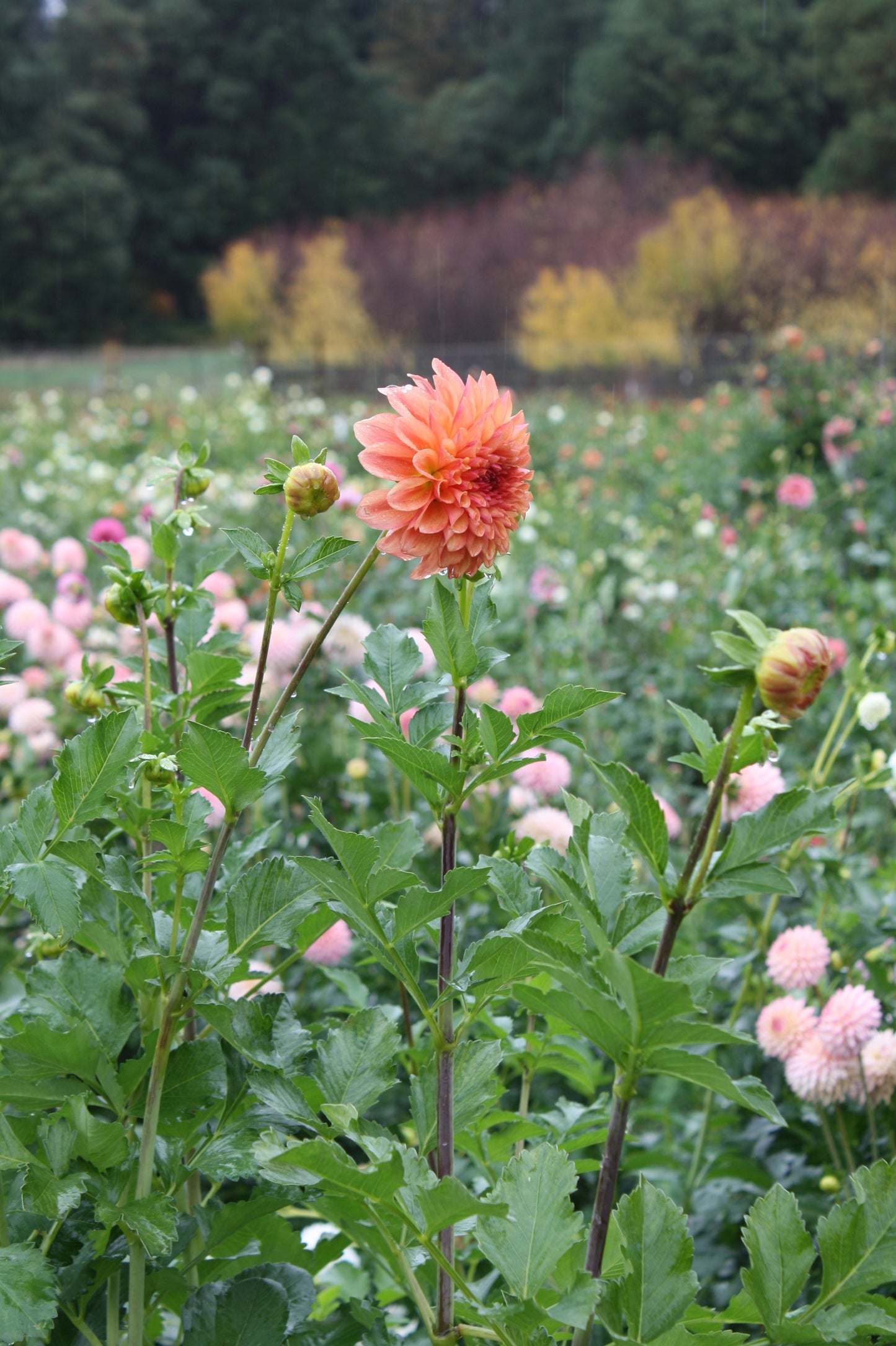 RobAnn Butterscotch Dahlia Tuber