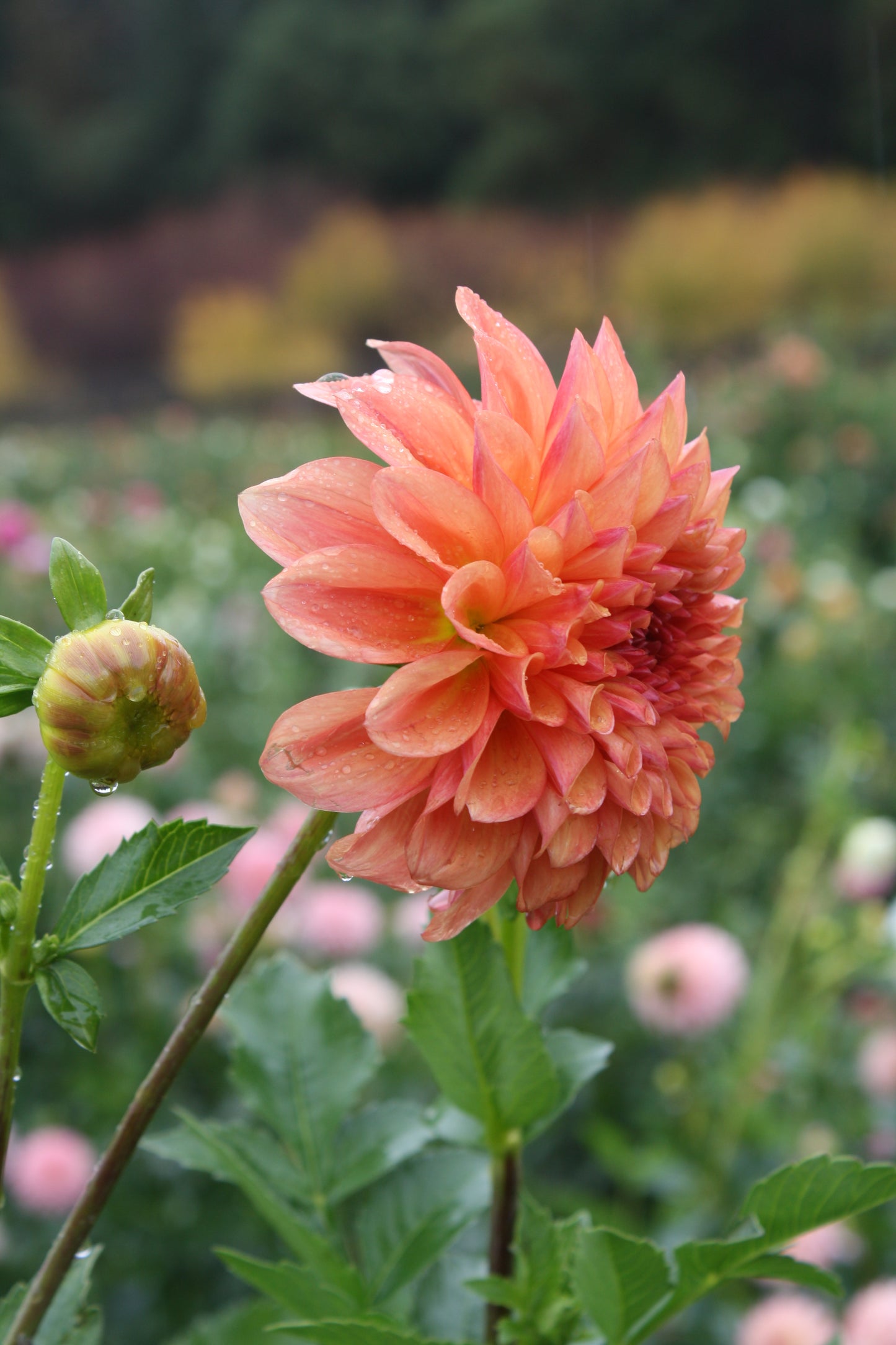 RobAnn Butterscotch Dahlia Tuber