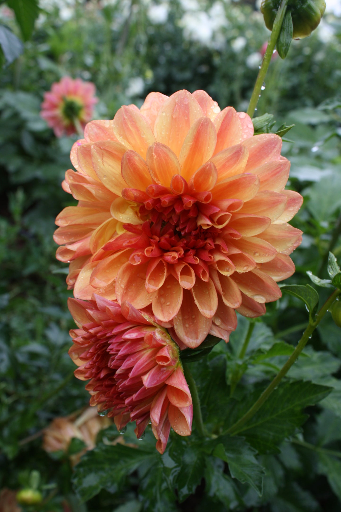 RobAnn Butterscotch Dahlia Tuber