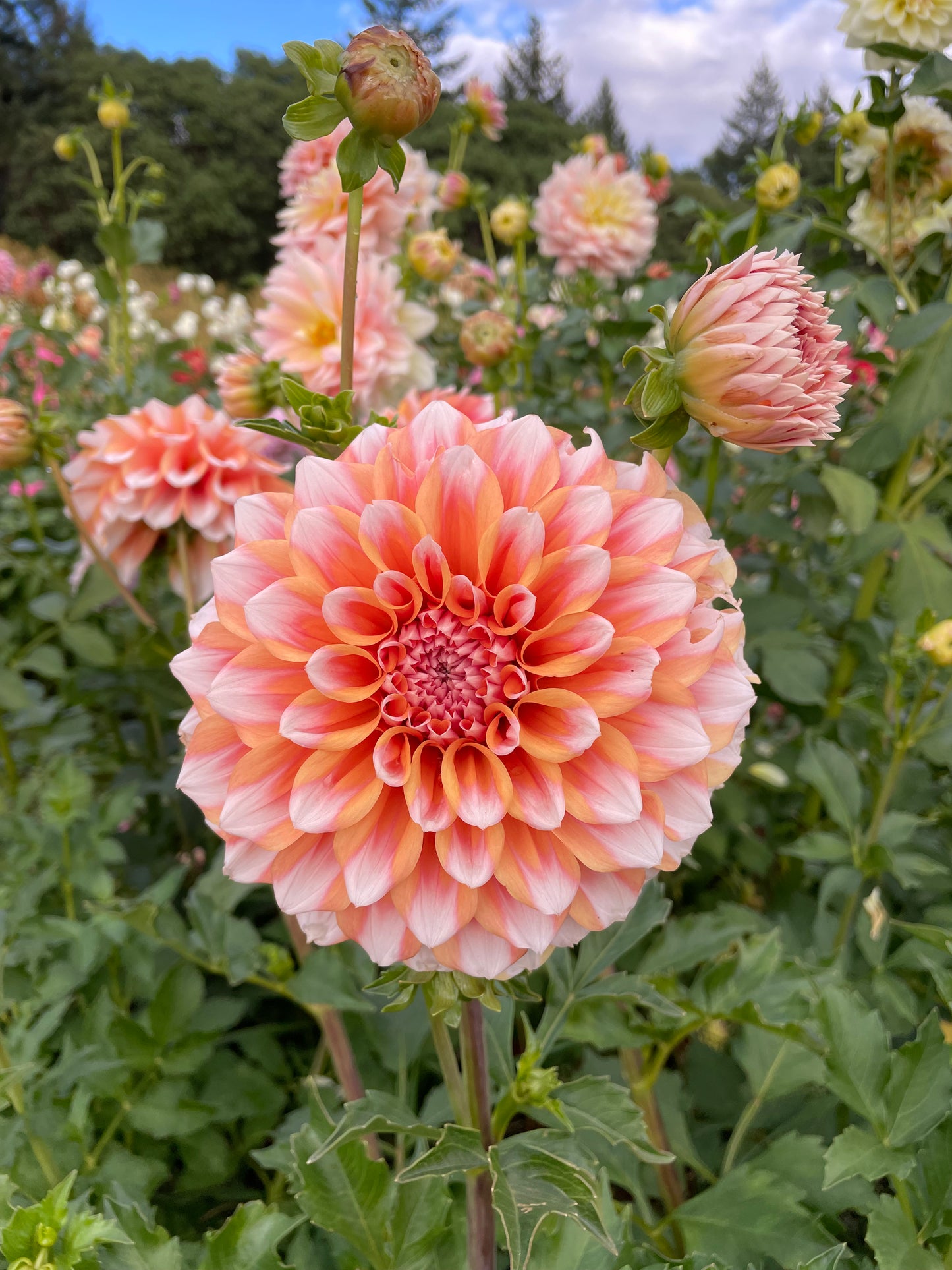Hollyhill Orange Ice Dahlia Tuber