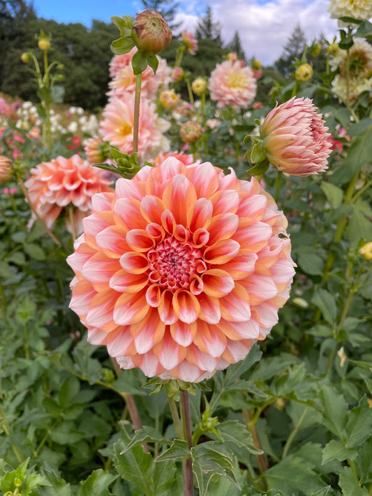 Hollyhill Orange Ice Dahlia Tuber