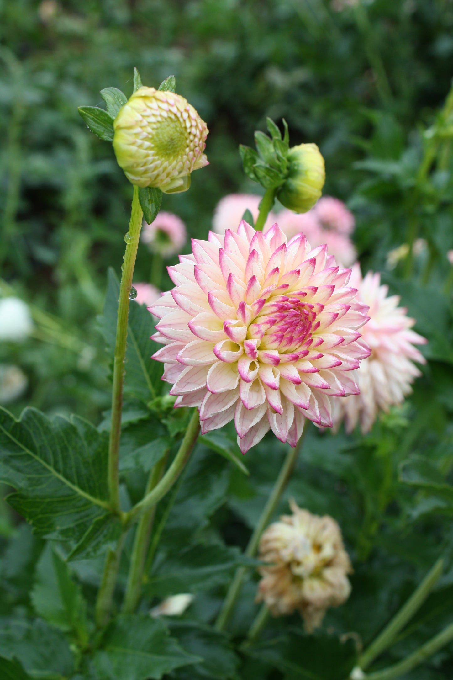 Valley Porcupine Dahlia Tuber