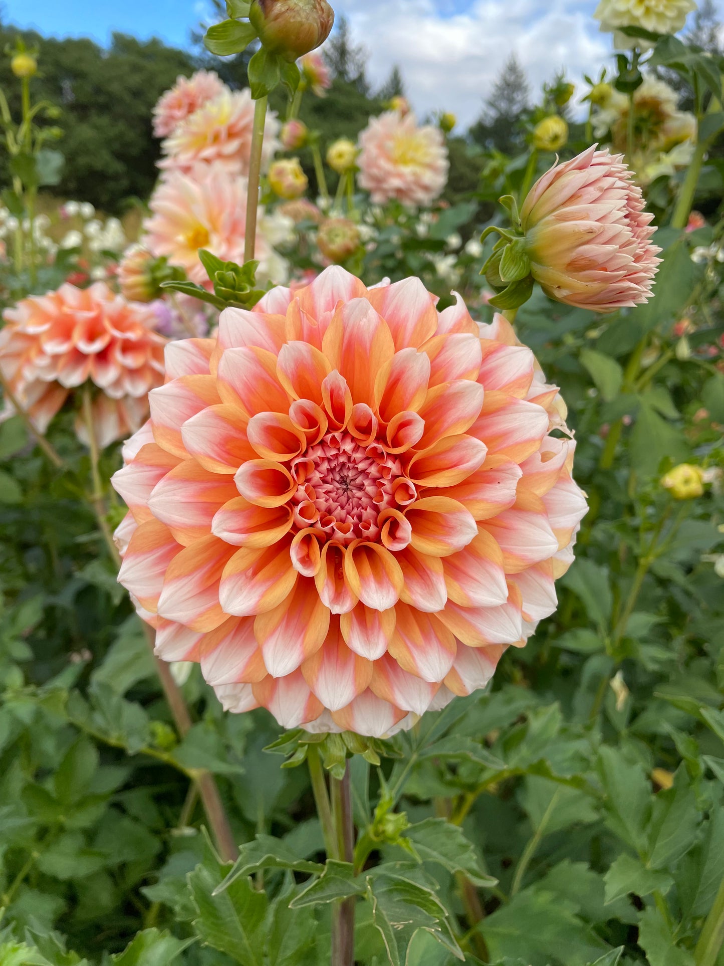 Hollyhill Orange Ice Dahlia Tuber