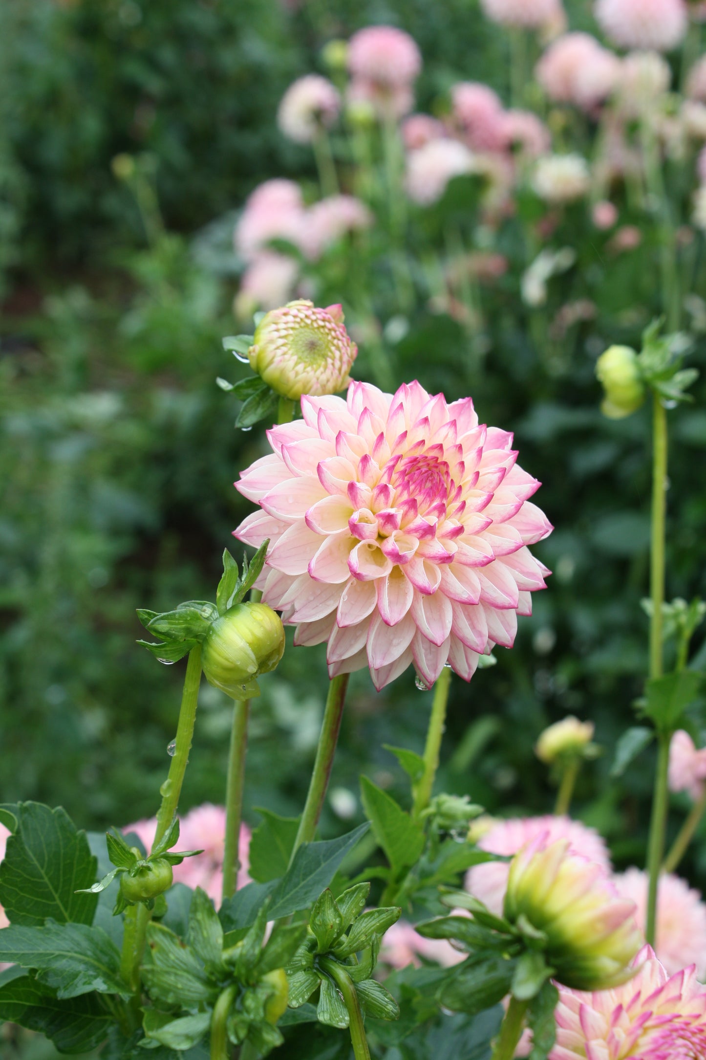 Valley Porcupine Dahlia Tuber
