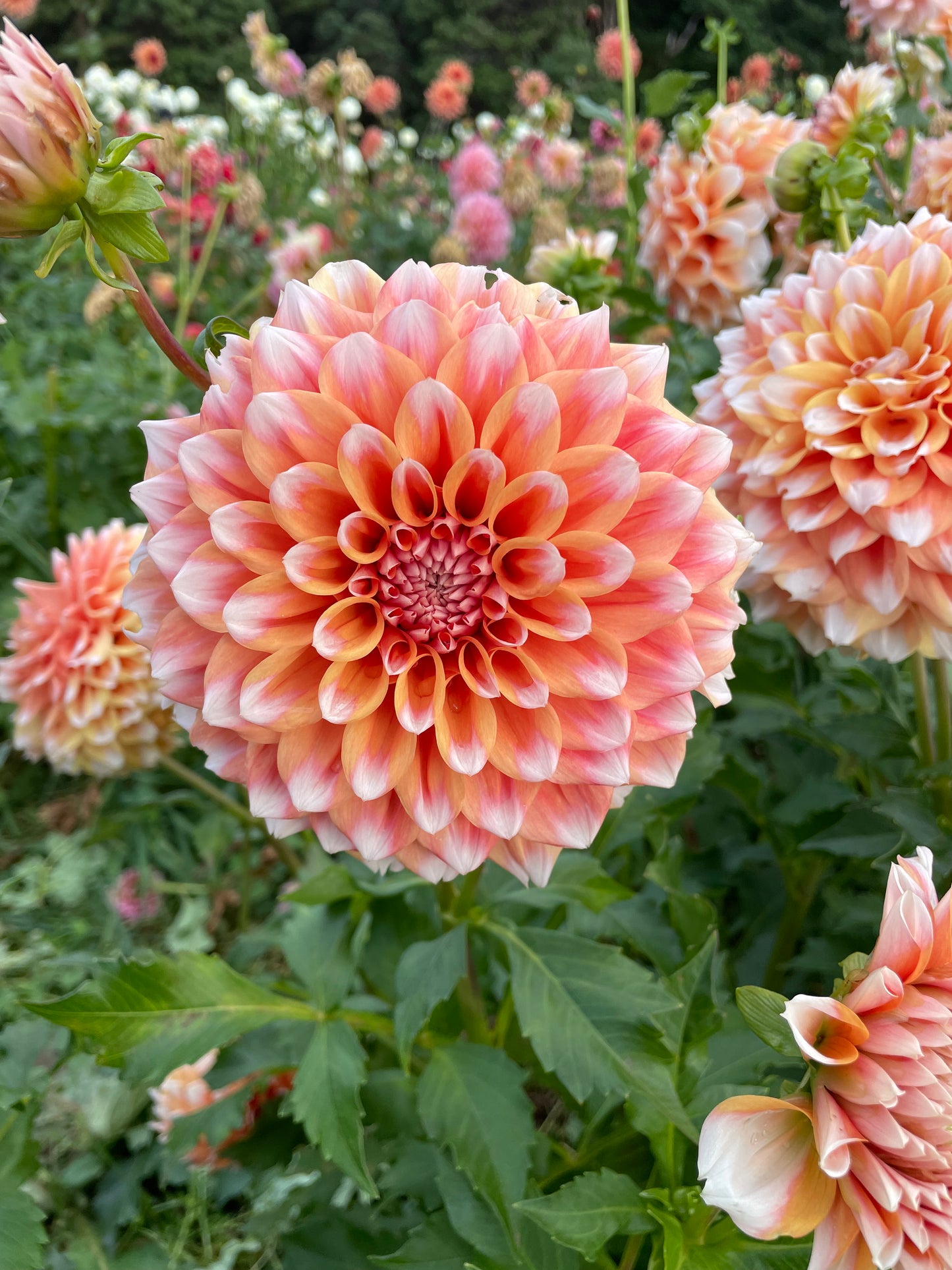 Hollyhill Orange Ice Dahlia Tuber