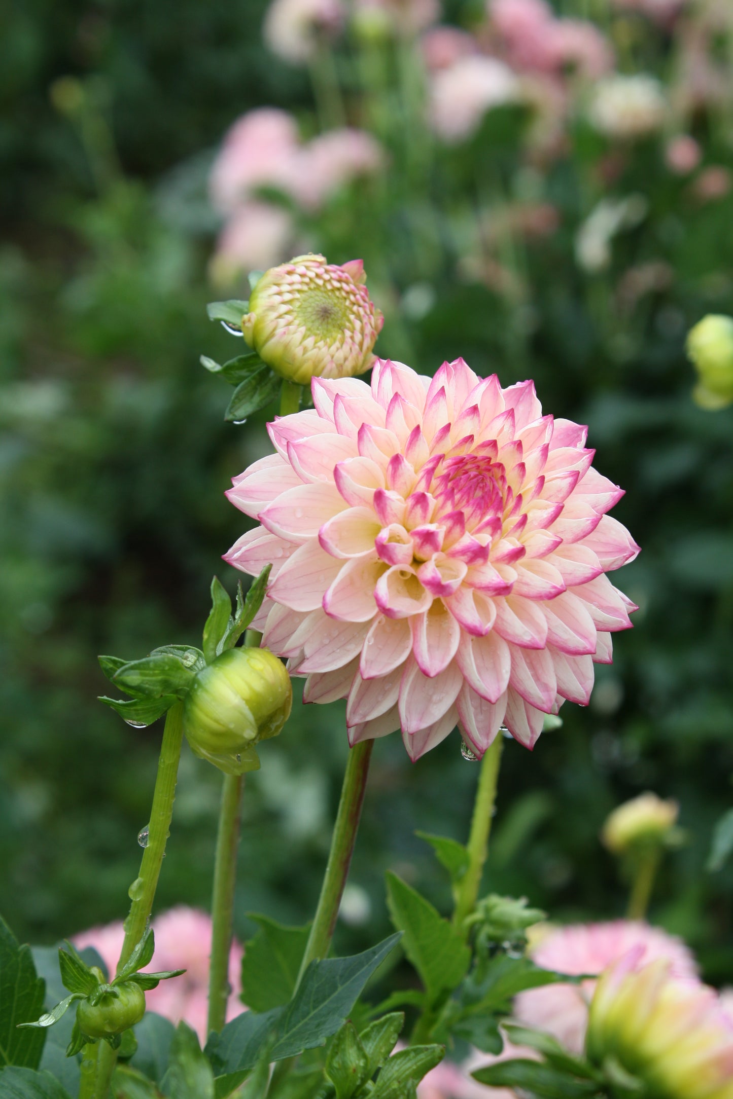 Valley Porcupine Dahlia Tuber