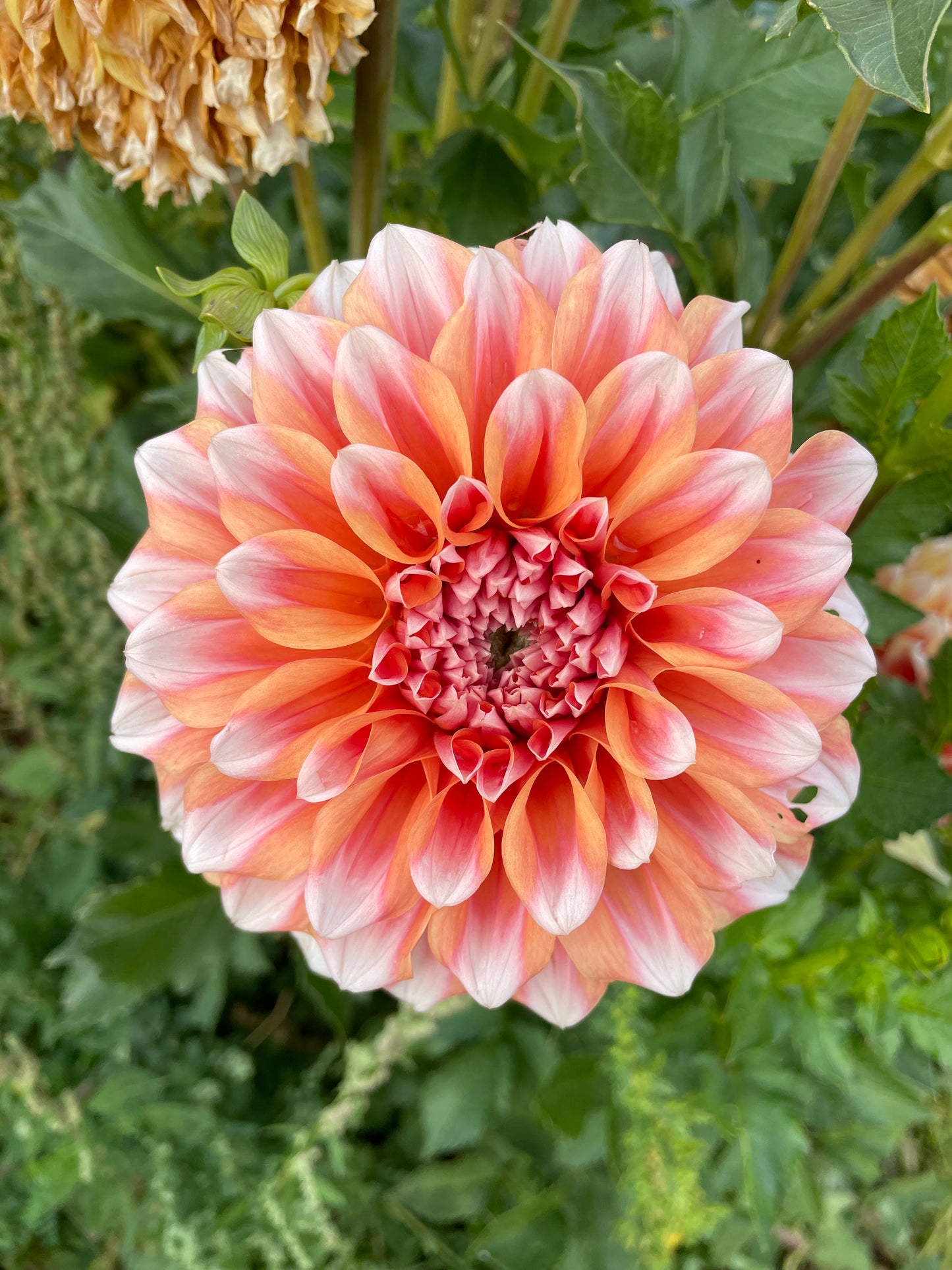 Hollyhill Orange Ice Dahlia Tuber