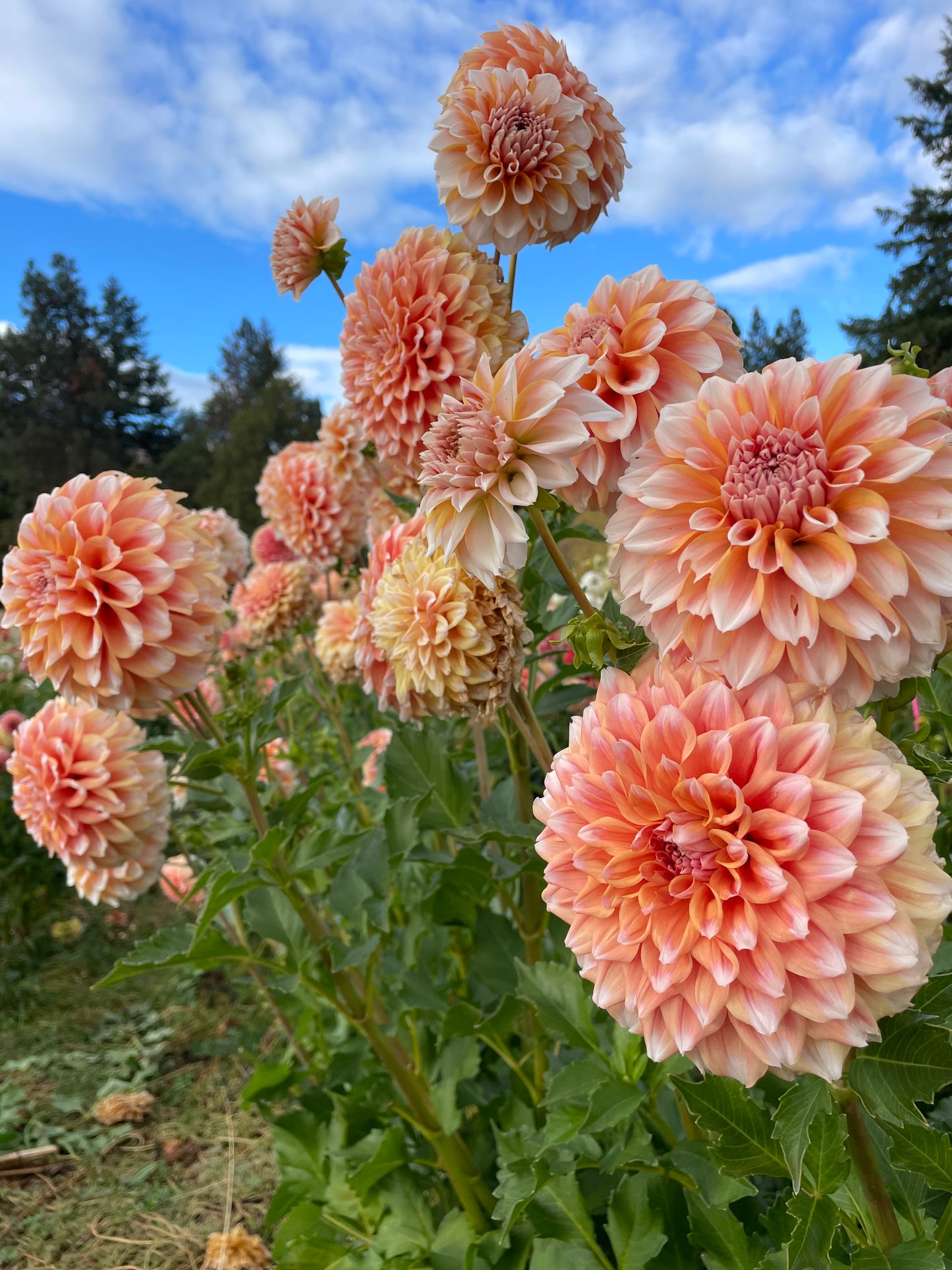 Hollyhill Orange Ice Dahlia Tuber