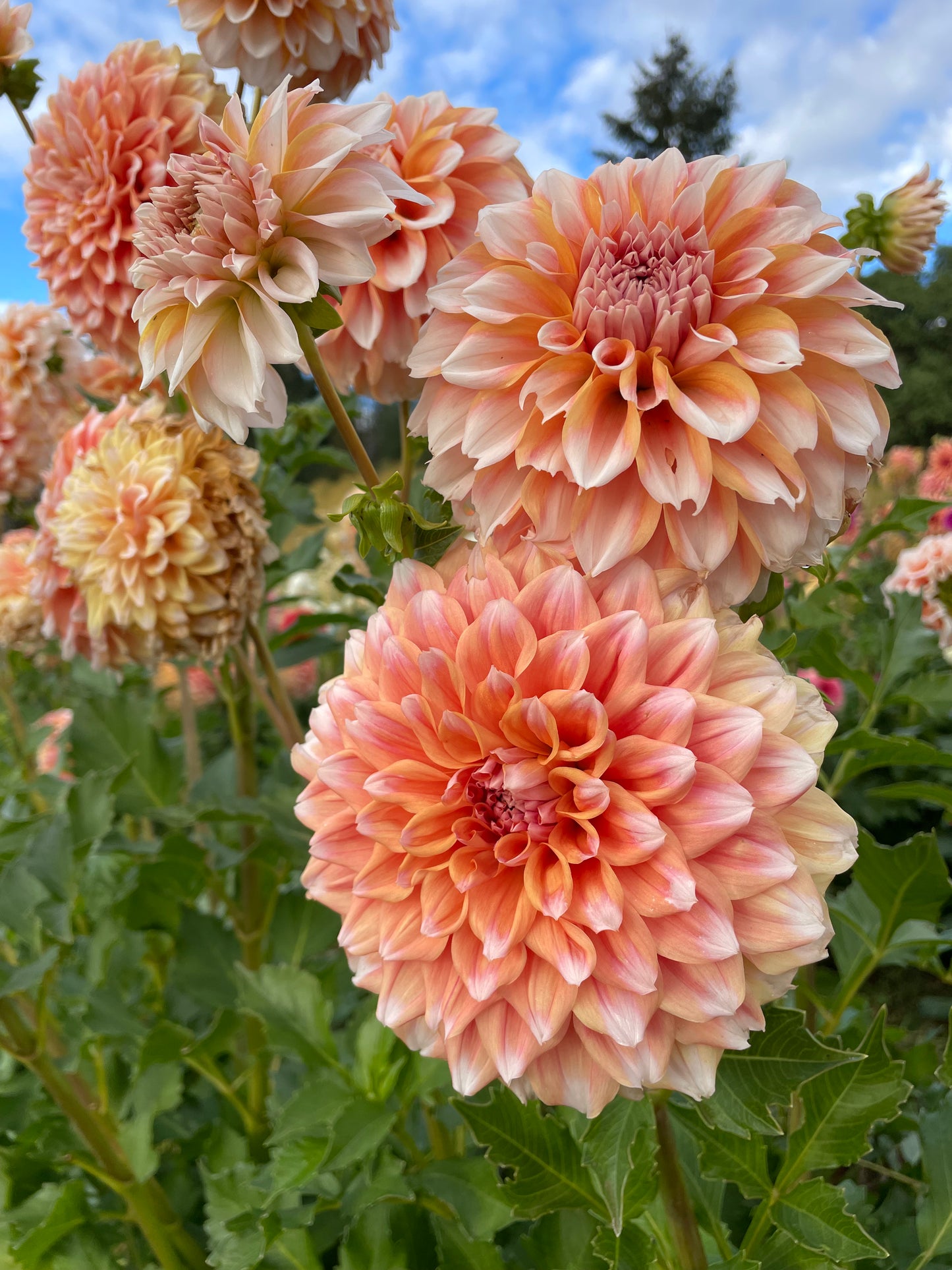Hollyhill Orange Ice Dahlia Tuber
