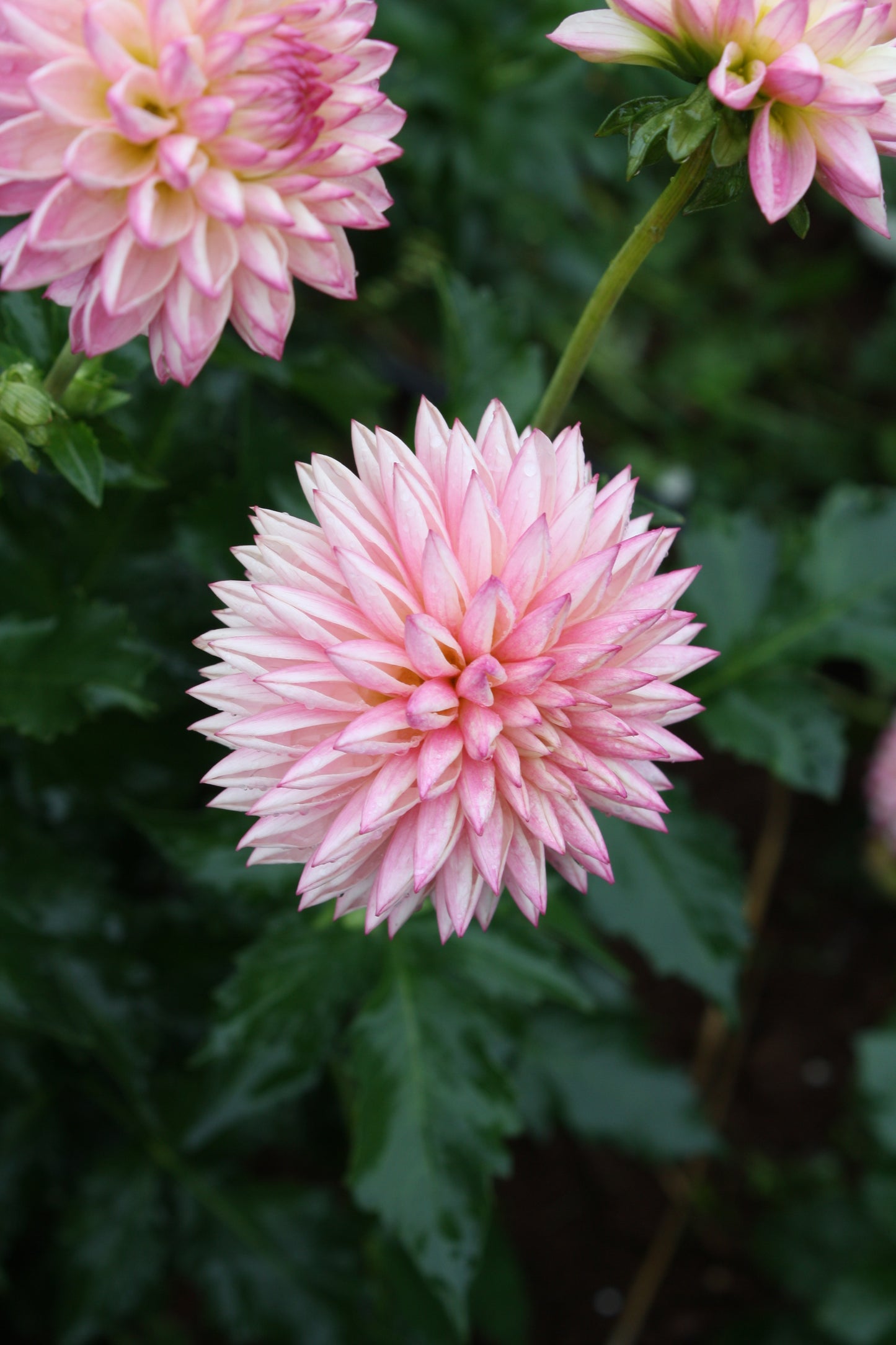 Valley Porcupine Dahlia Tuber