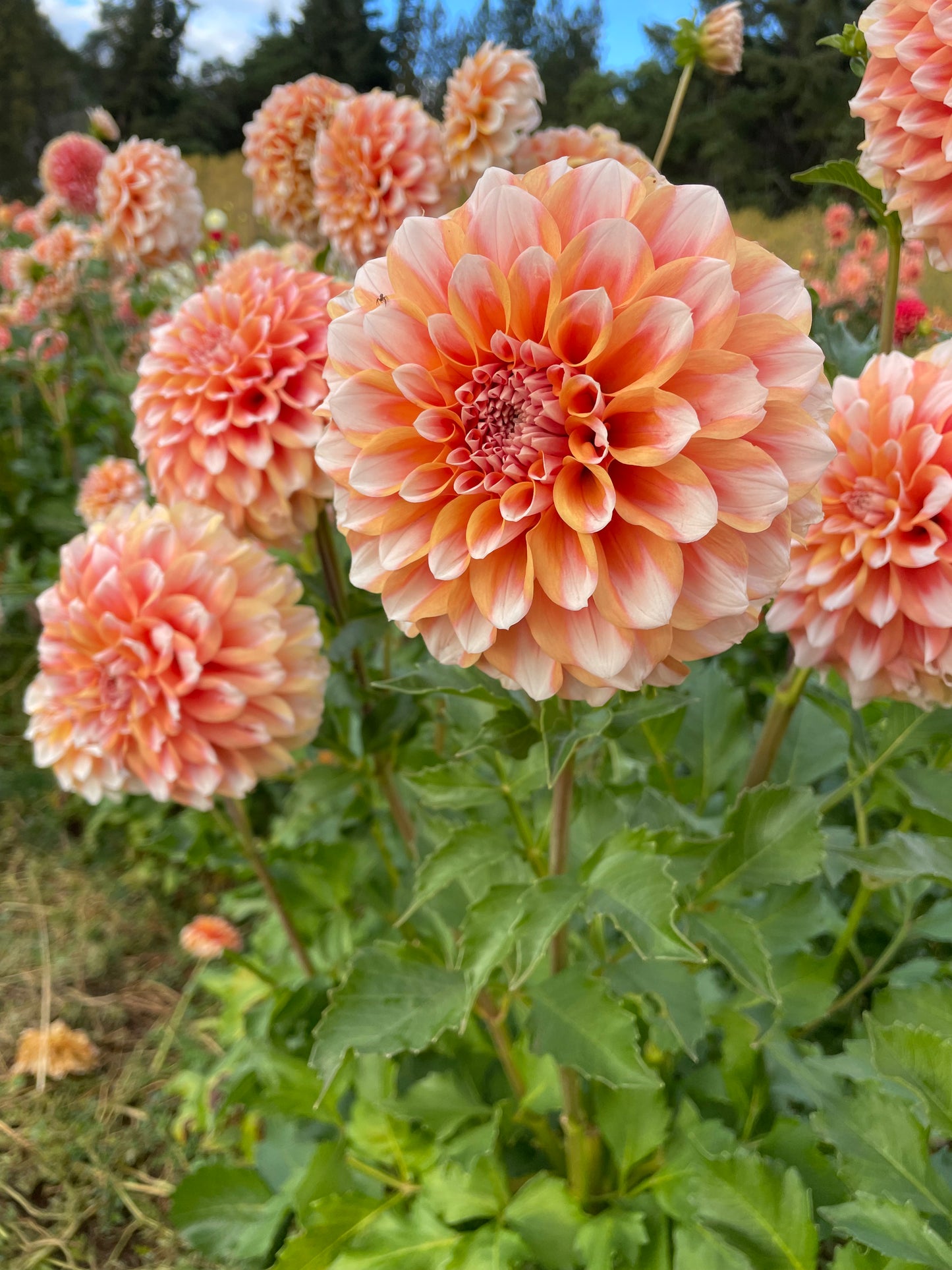 Hollyhill Orange Ice Dahlia Tuber