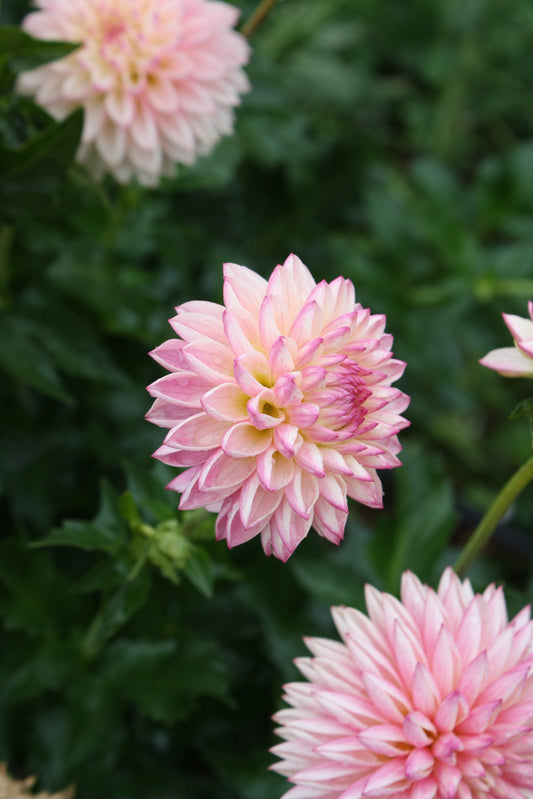 Valley Porcupine Dahlia Tuber