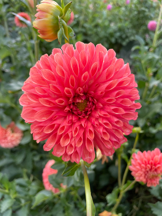 Jowey Linda Dahlia Tuber