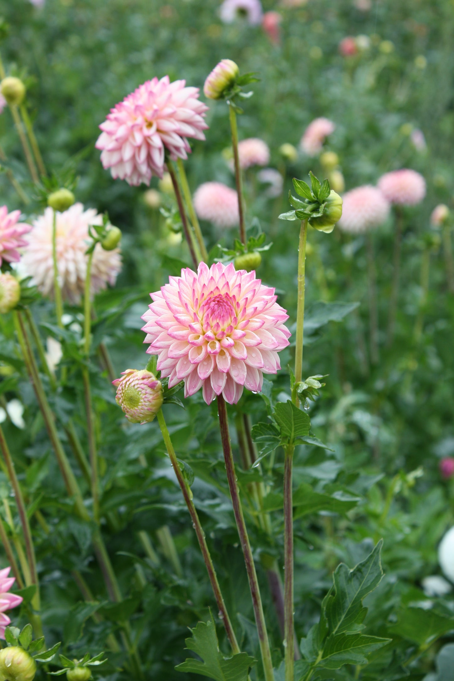 Valley Porcupine Dahlia Tuber