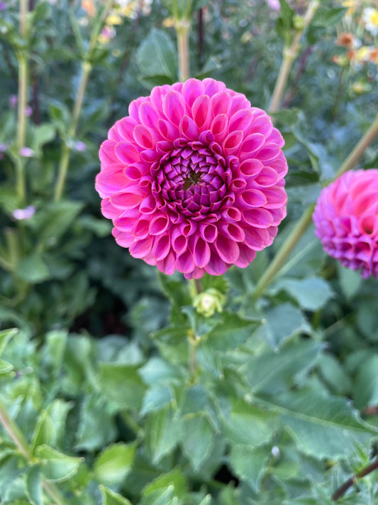 Isabel Dahlia Tuber