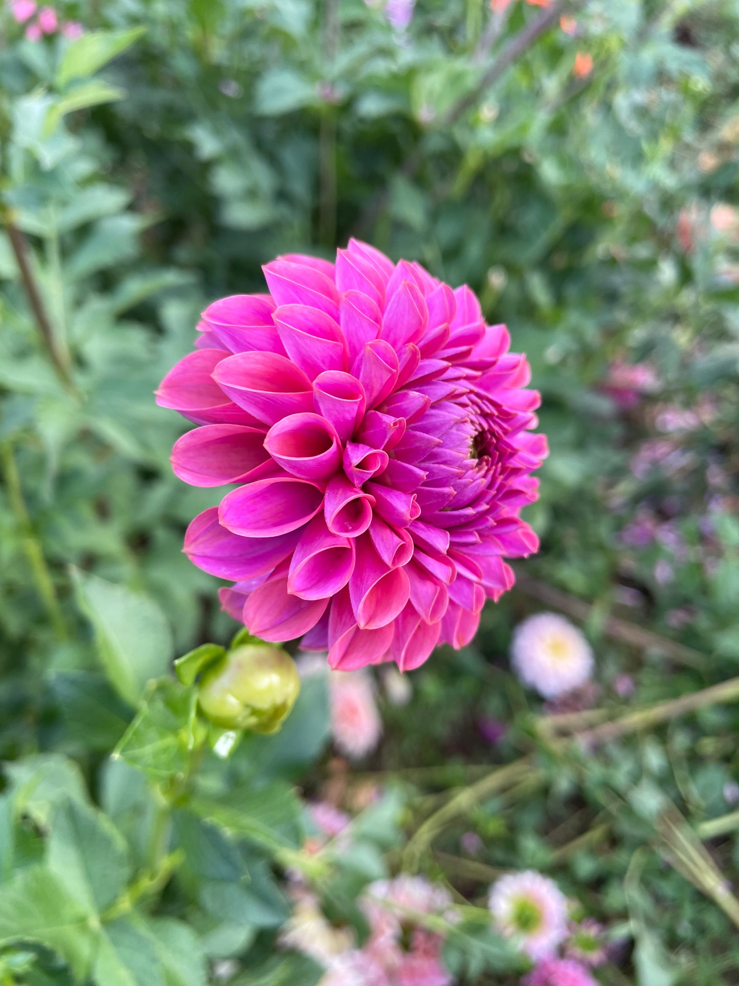 Isabel Dahlia Tuber