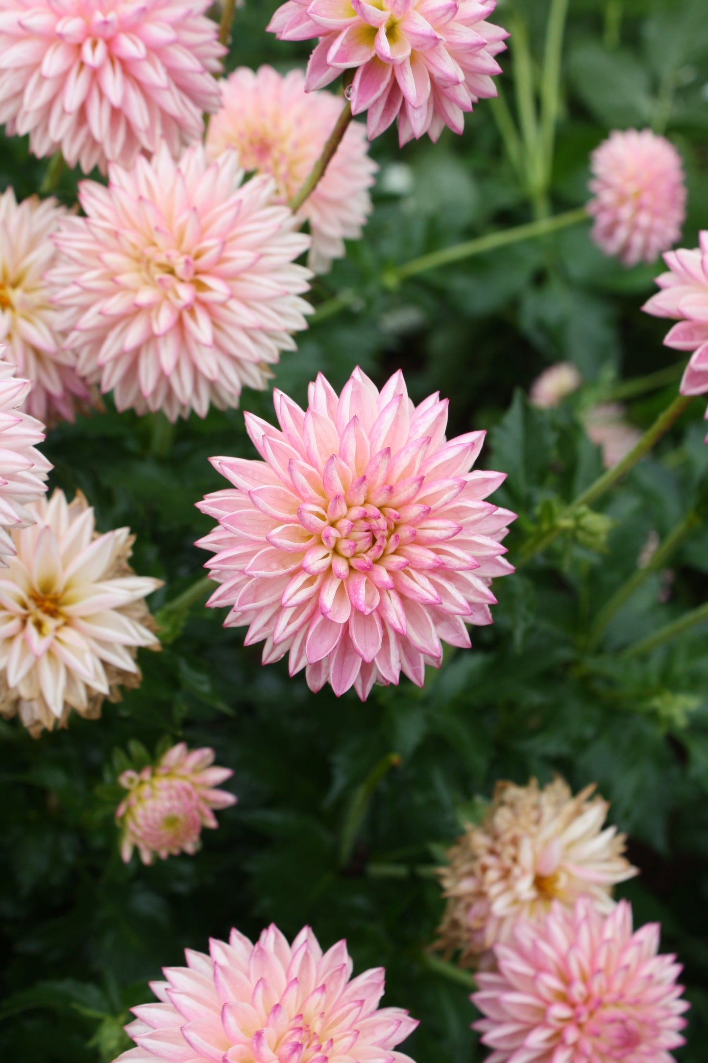 Valley Porcupine Dahlia Tuber