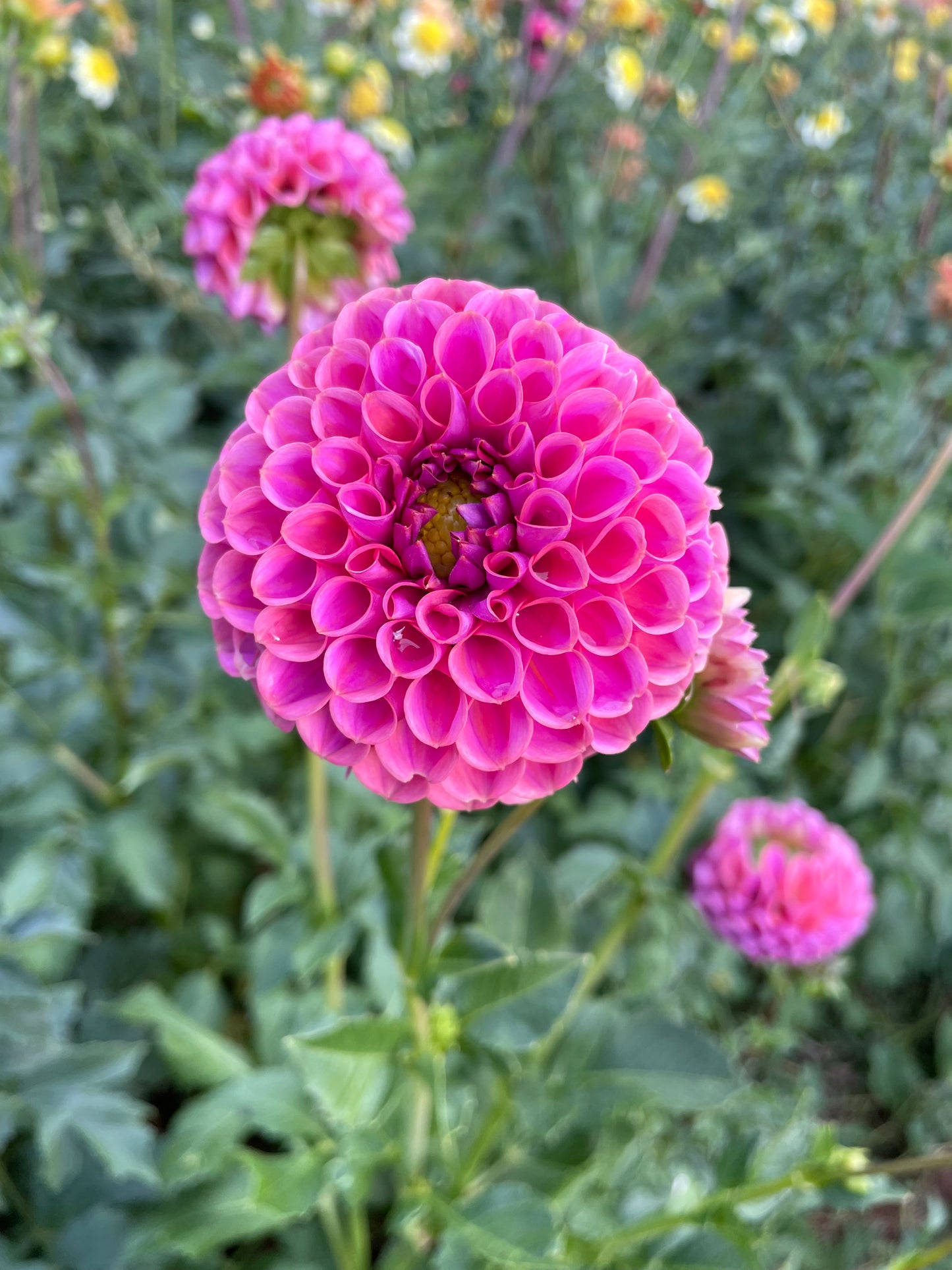 Isabel Dahlia Tuber