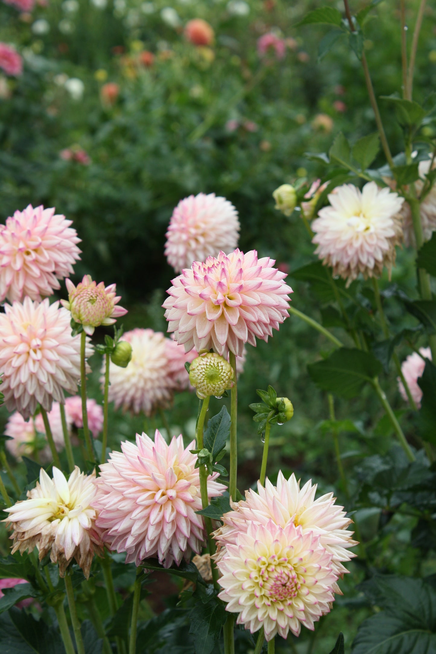 Valley Porcupine Dahlia Tuber