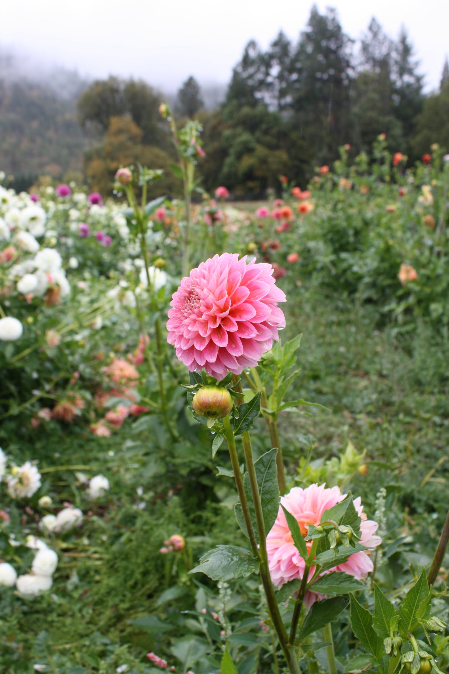 Pink Runner Dahlia Tuber