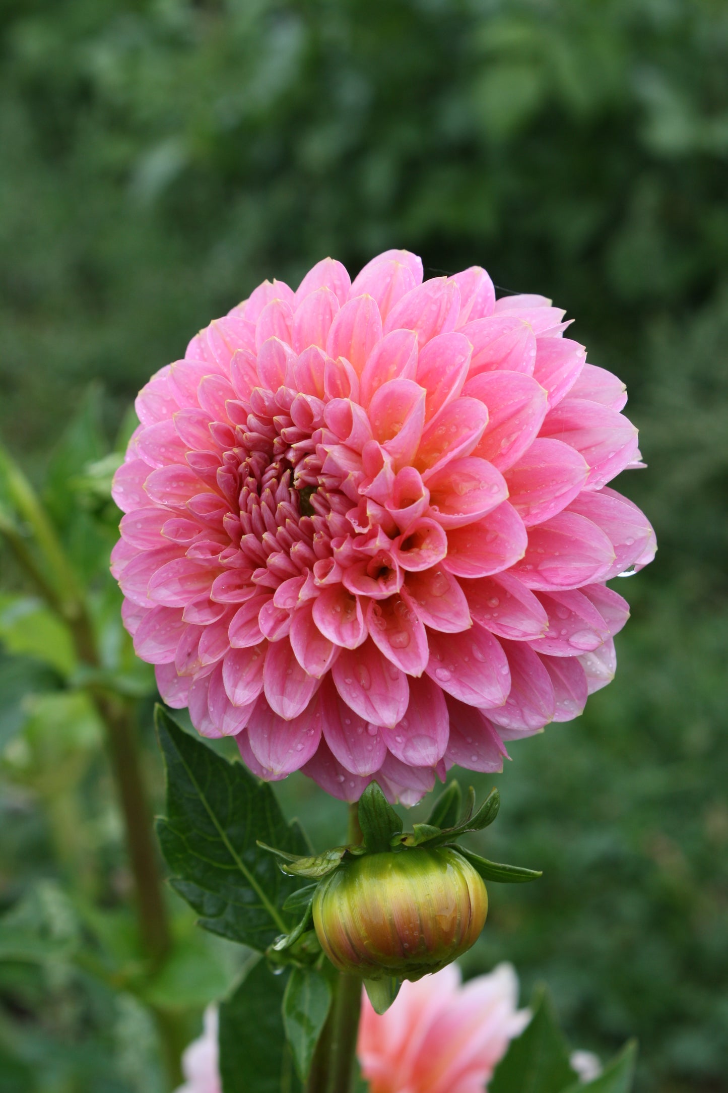 Pink Runner Dahlia Tuber