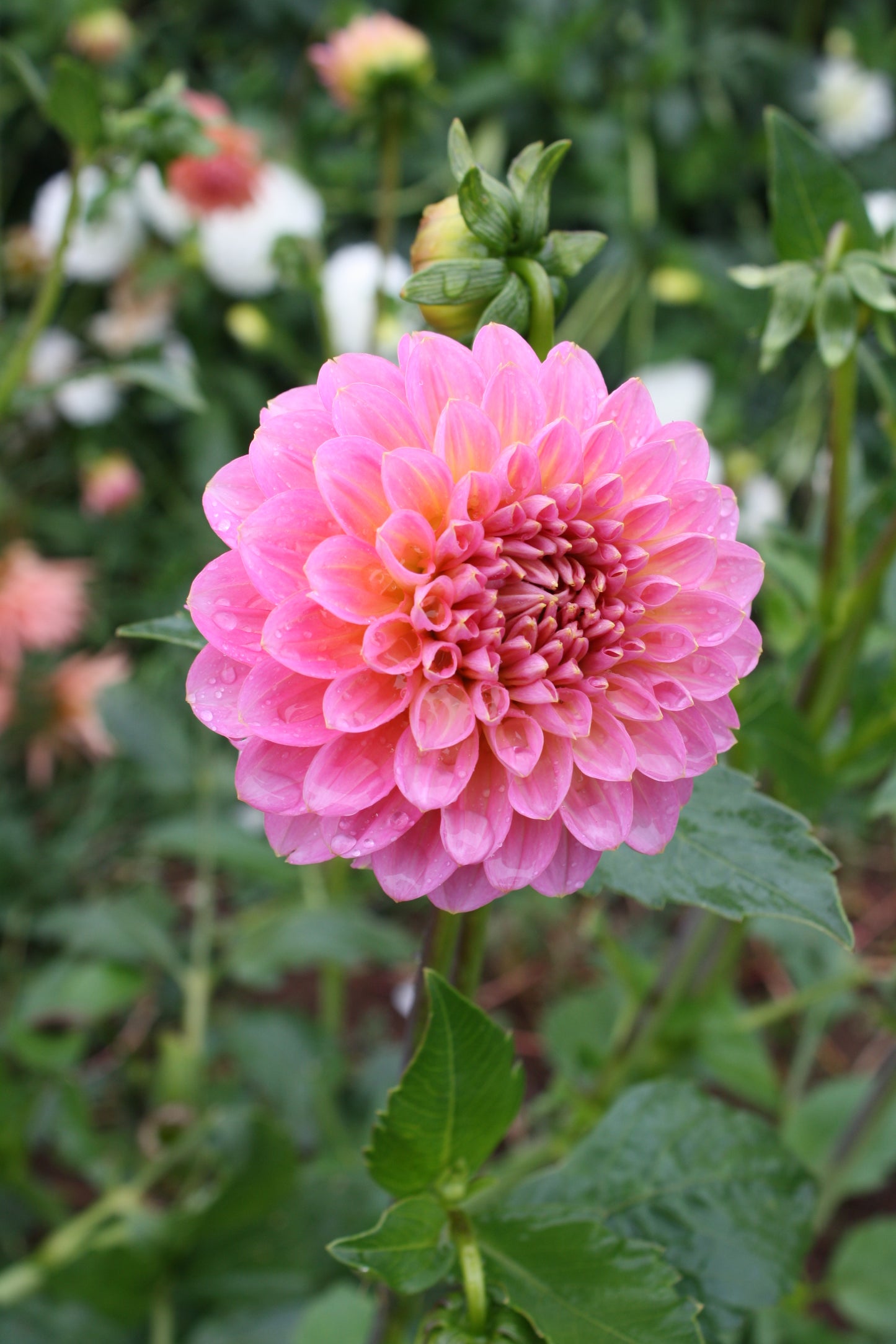 Pink Runner Dahlia Tuber