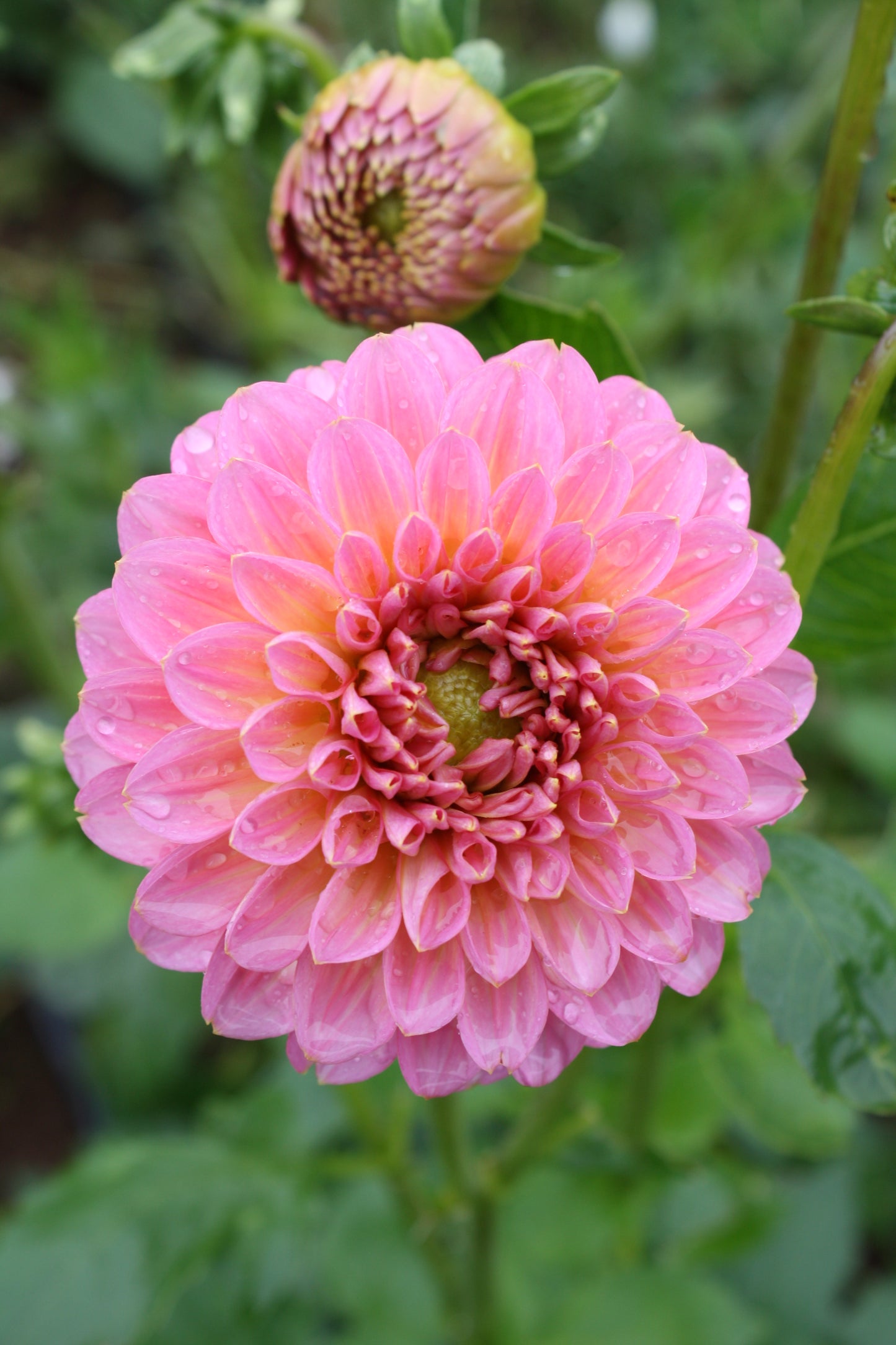Pink Runner Dahlia Tuber