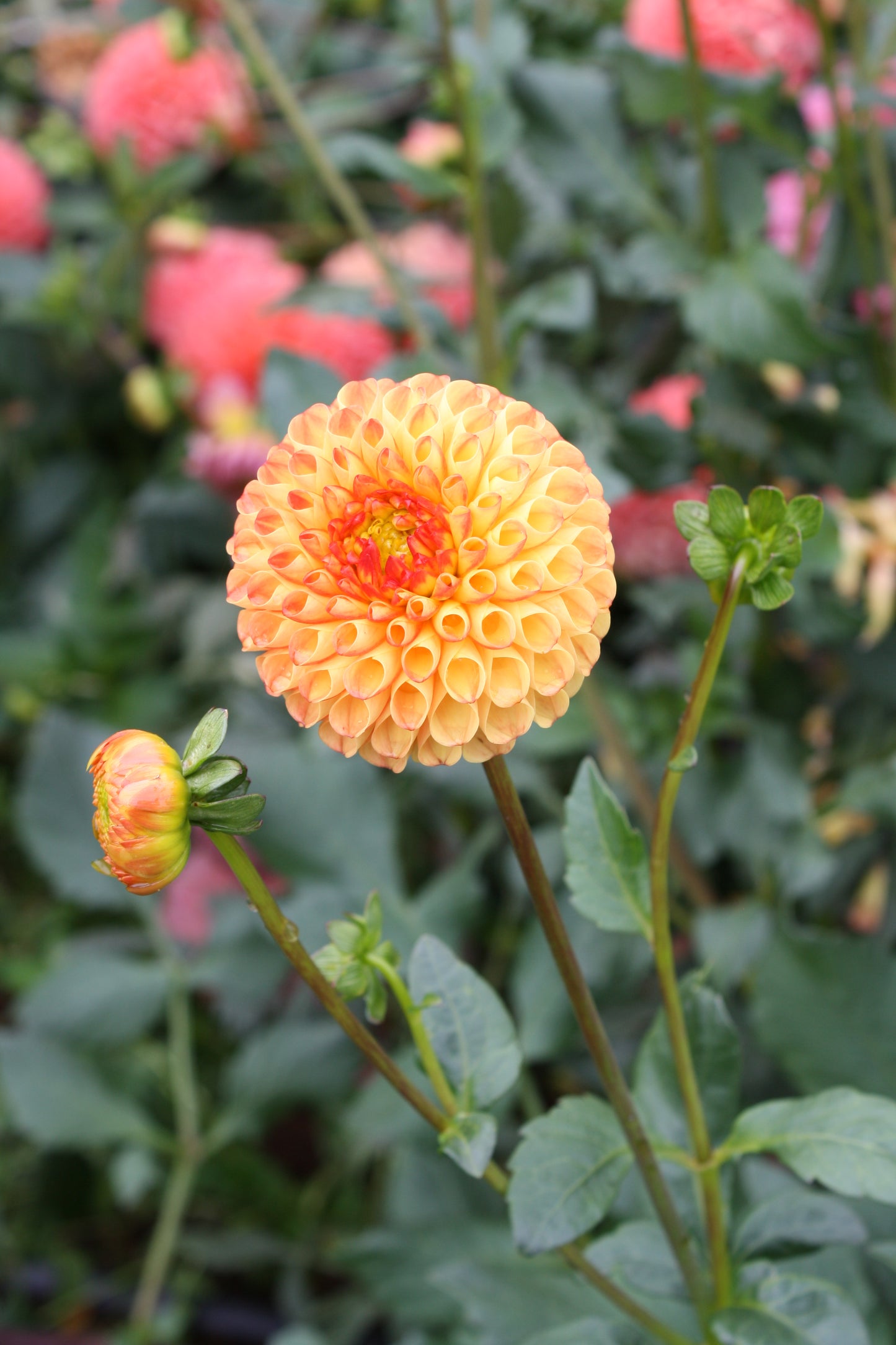 Mrs Kennedy Dahlia Tuber
