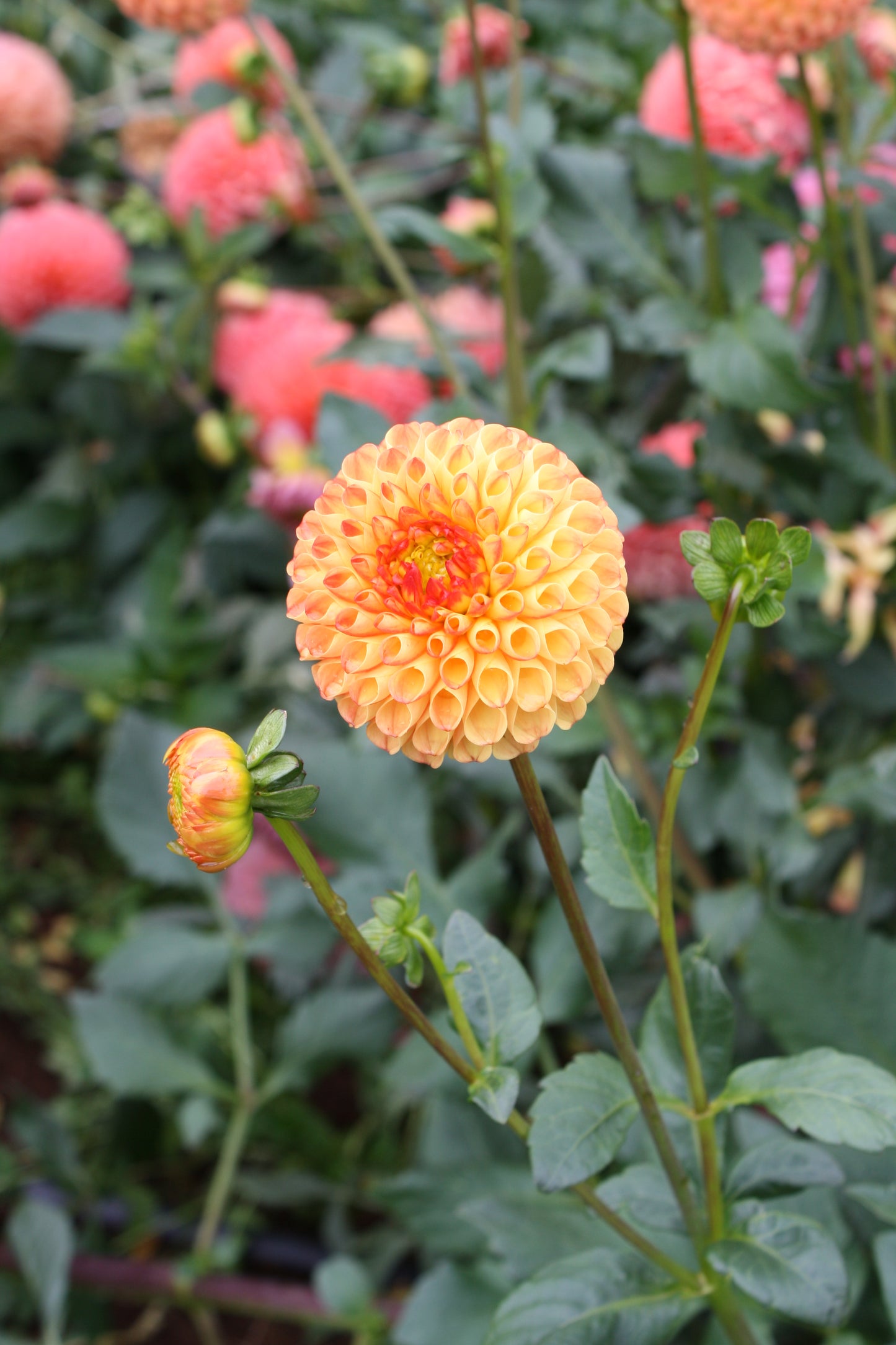 Mrs Kennedy Dahlia Tuber