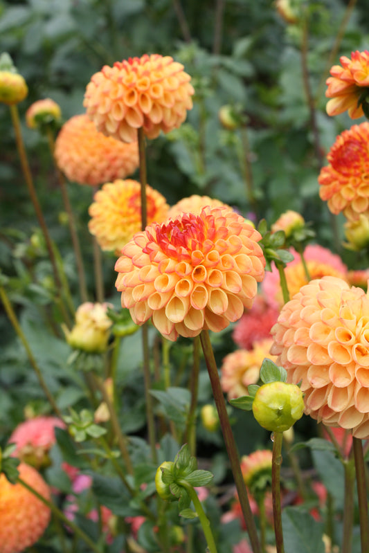 Mrs Kennedy Dahlia Tuber
