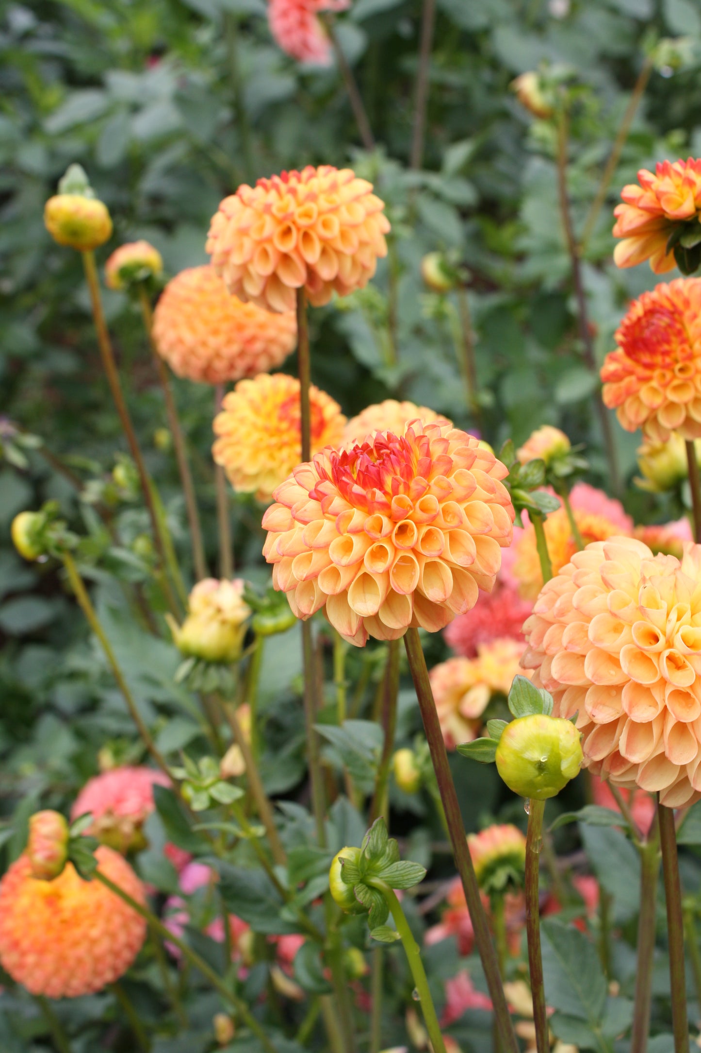 Mrs Kennedy Dahlia Tuber