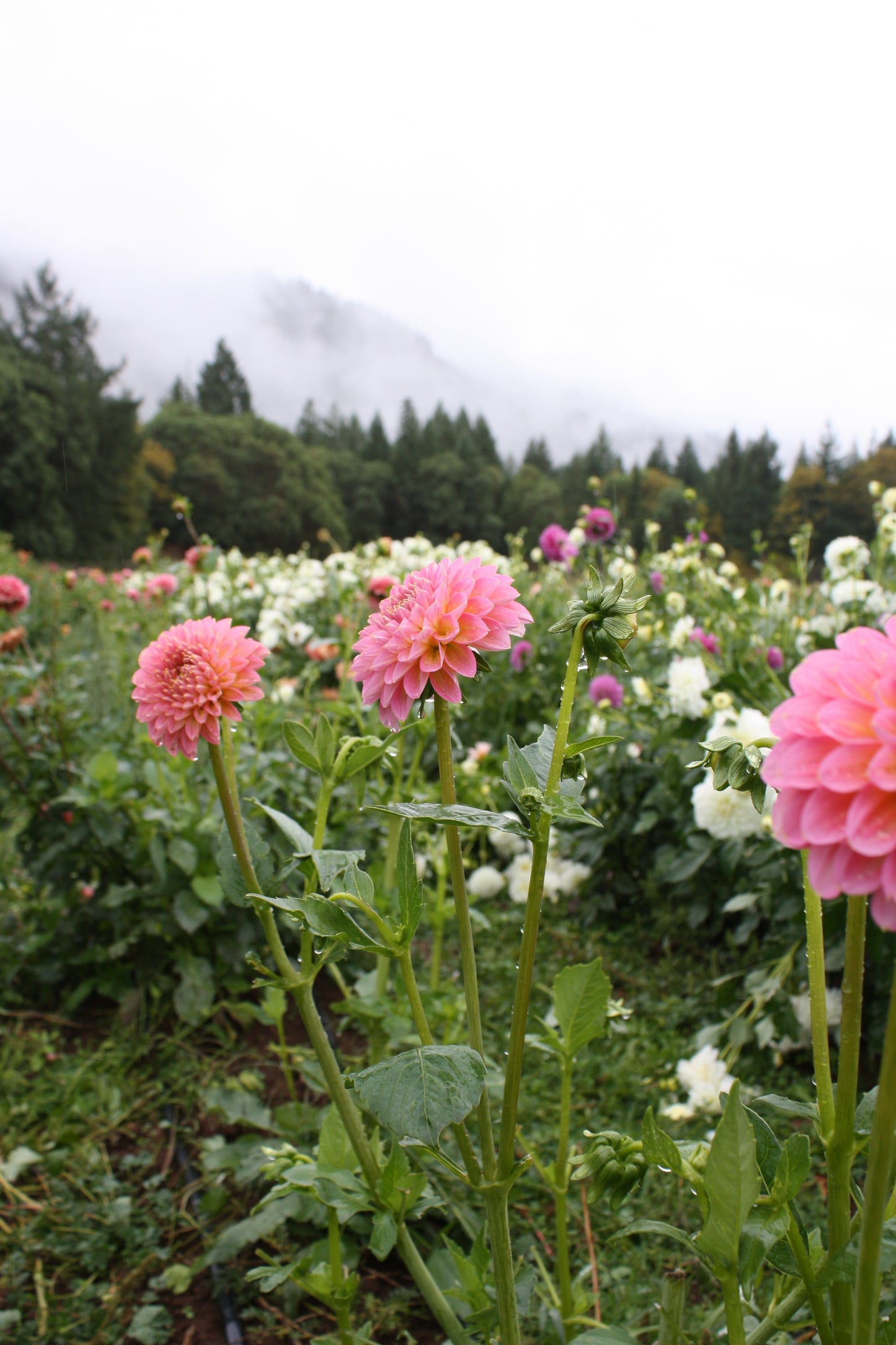 Pink Runner Dahlia Tuber