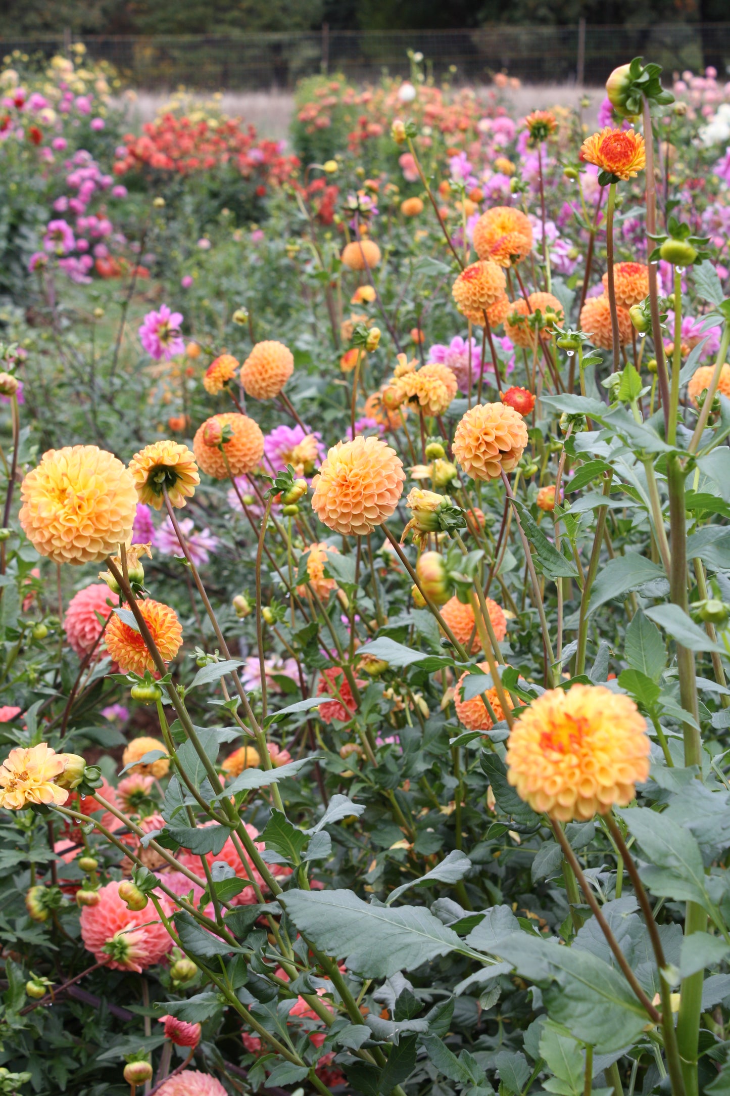 Mrs Kennedy Dahlia Tuber