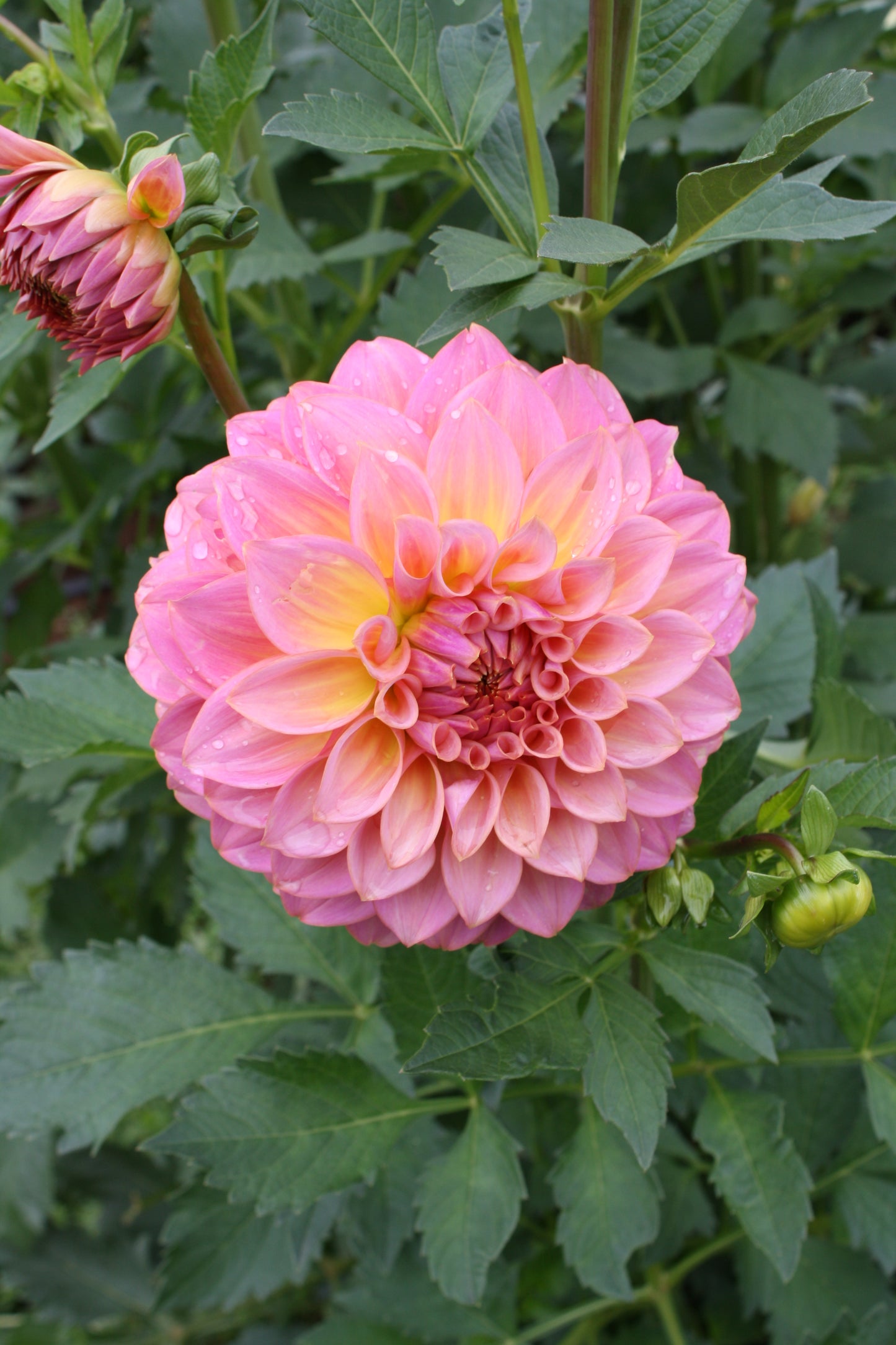 Parkland Tribute Dahlia Tuber