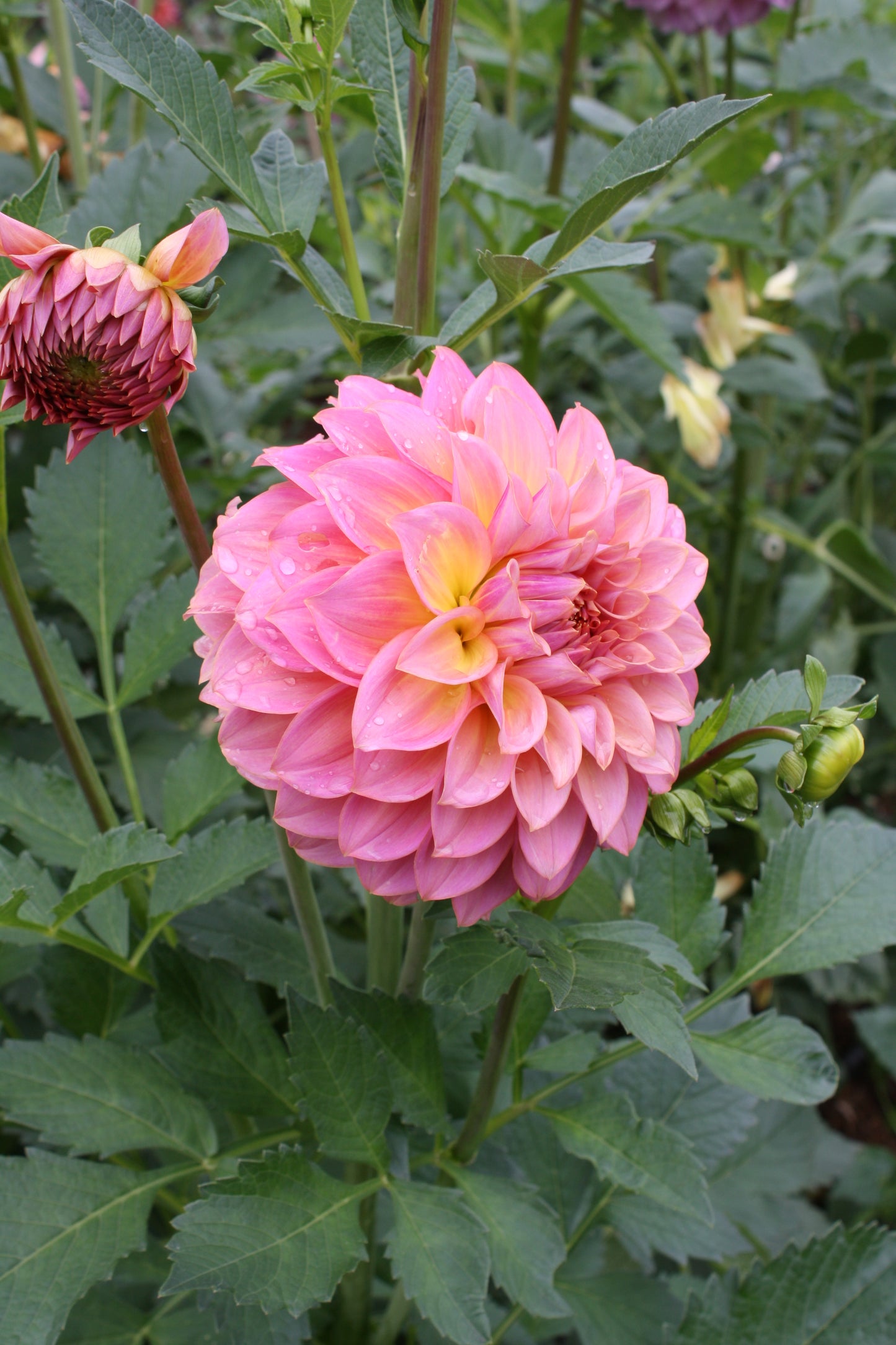 Parkland Tribute Dahlia Tuber