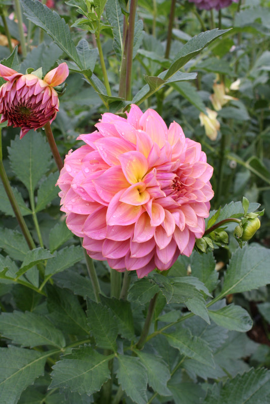 Parkland Tribute Dahlia Tuber