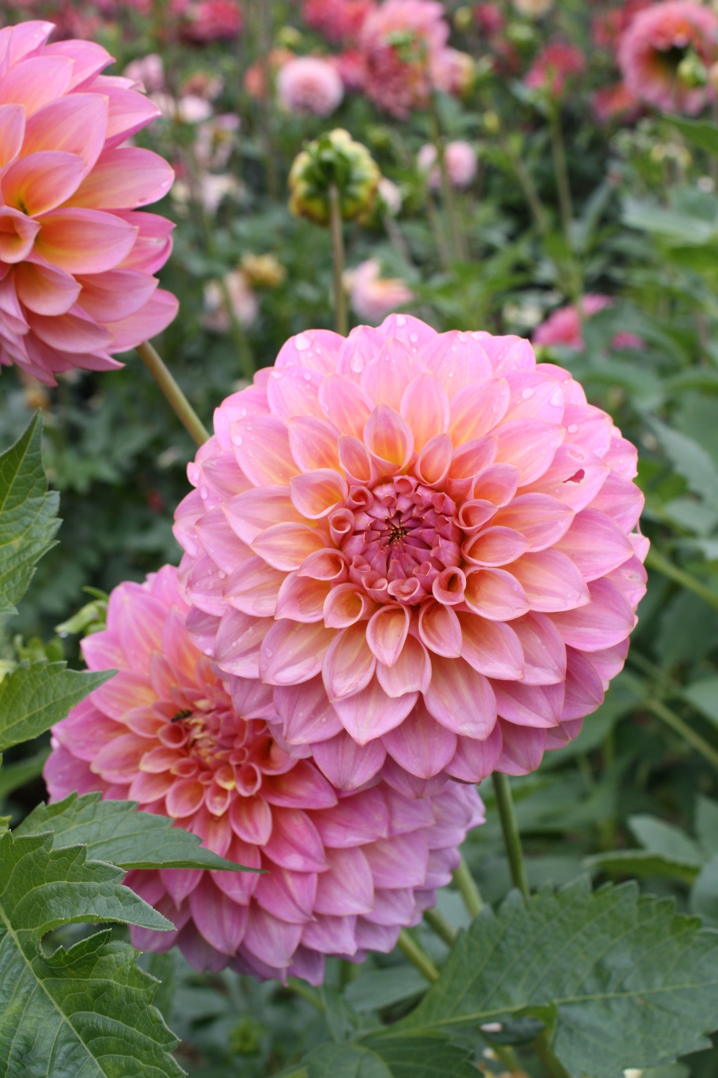 Parkland Tribute Dahlia Tuber