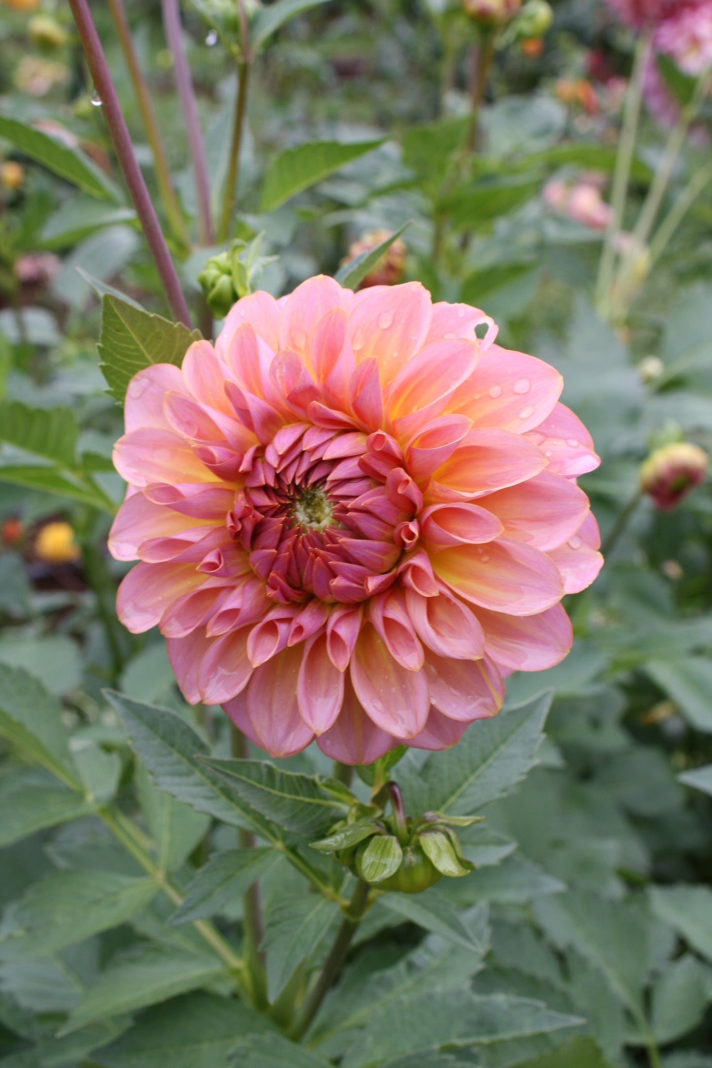 Parkland Tribute Dahlia Tuber