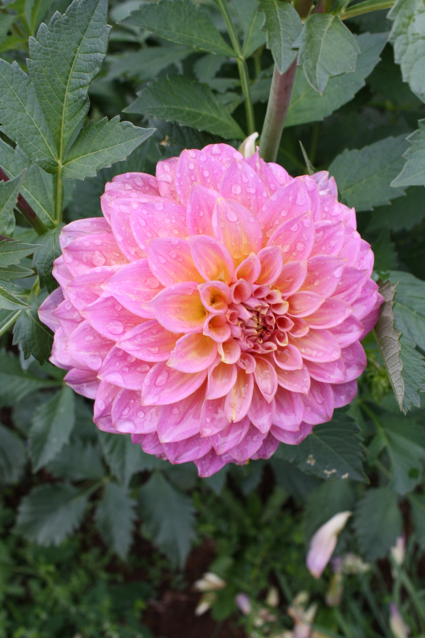 Parkland Tribute Dahlia Tuber